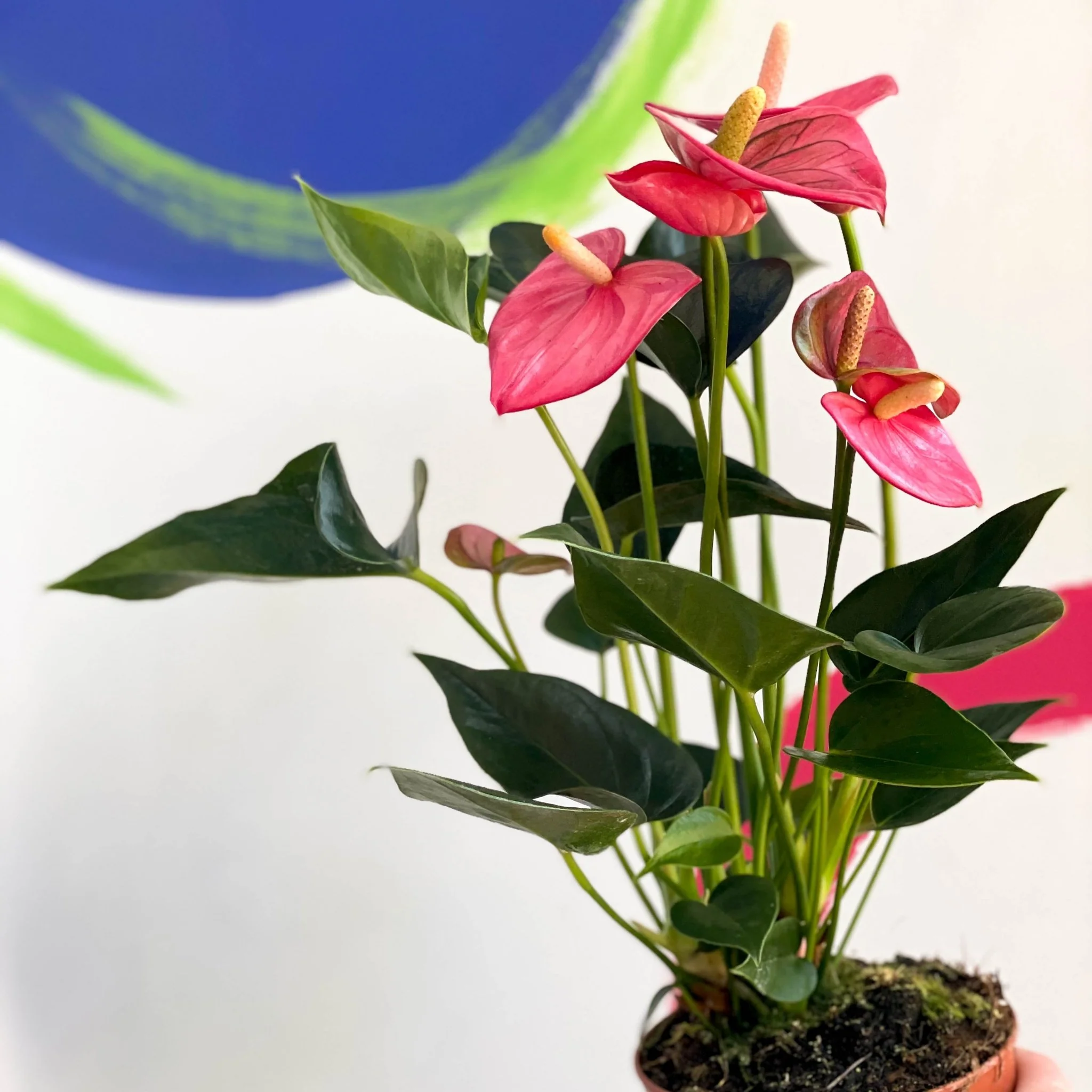 Pink Flamingo Flower - Anthurium andraeanum 'Floriclone Cariad'
