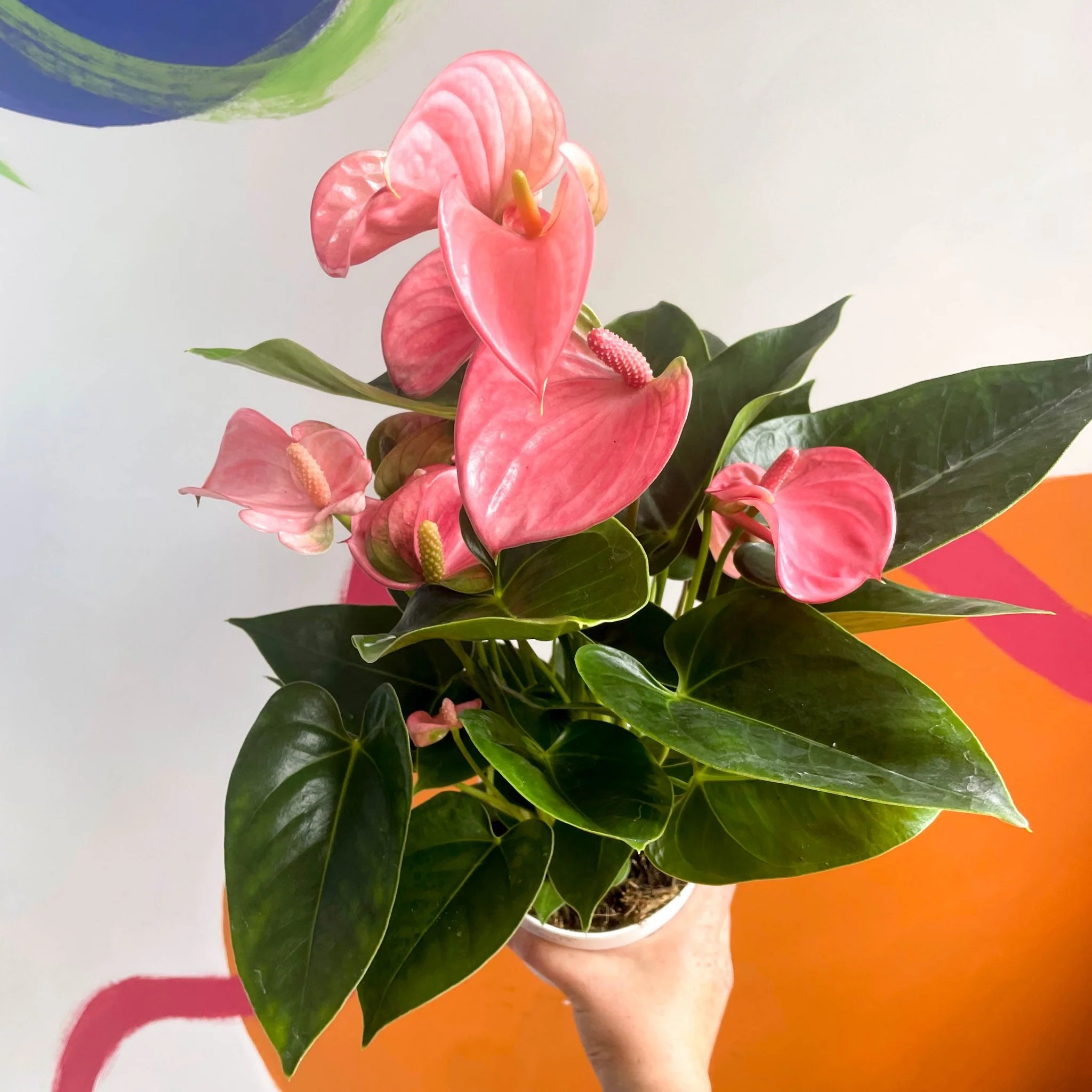 Pink Flamingo Flower - Anthurium andraeanum 'Pink Champion'