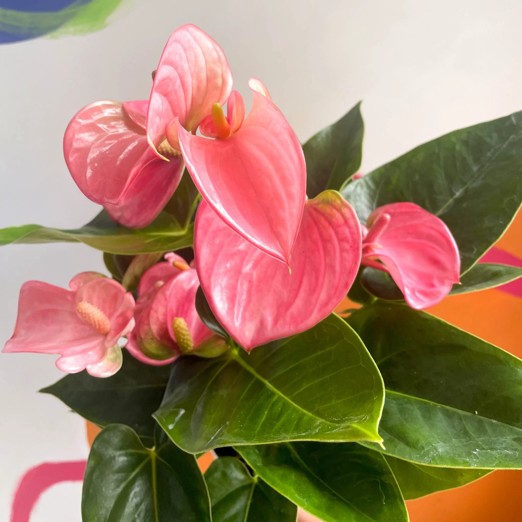 Pink Flamingo Flower - Anthurium andraeanum 'Pink Champion' - Image 2