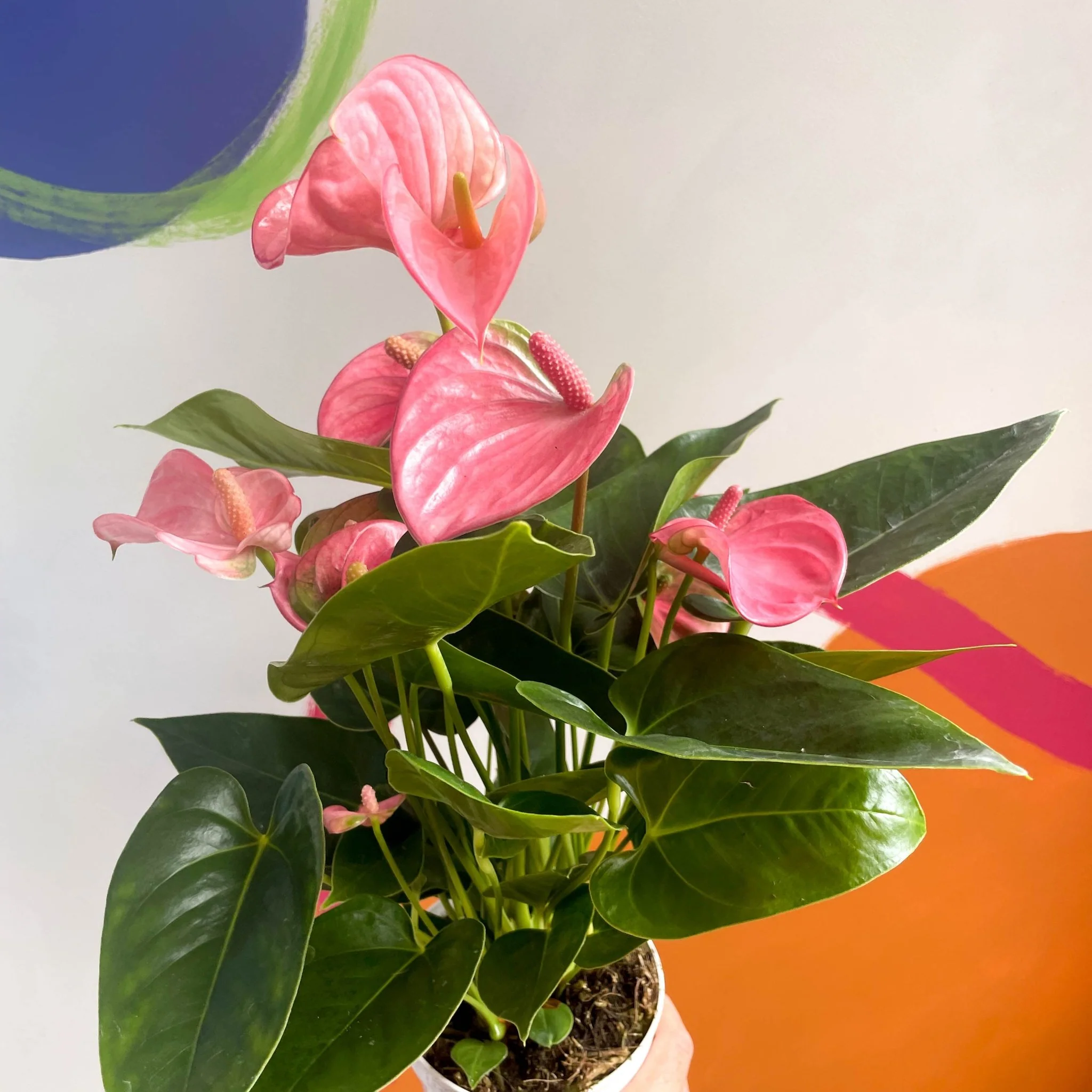 Pink Flamingo Flower - Anthurium andraeanum 'Pink Champion' - Image 3