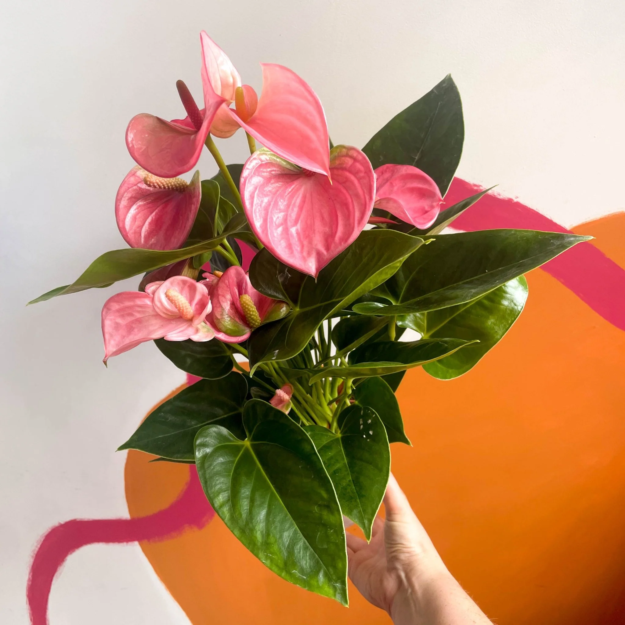 Pink Flamingo Flower - Anthurium andraeanum 'Pink Champion' - Image 4