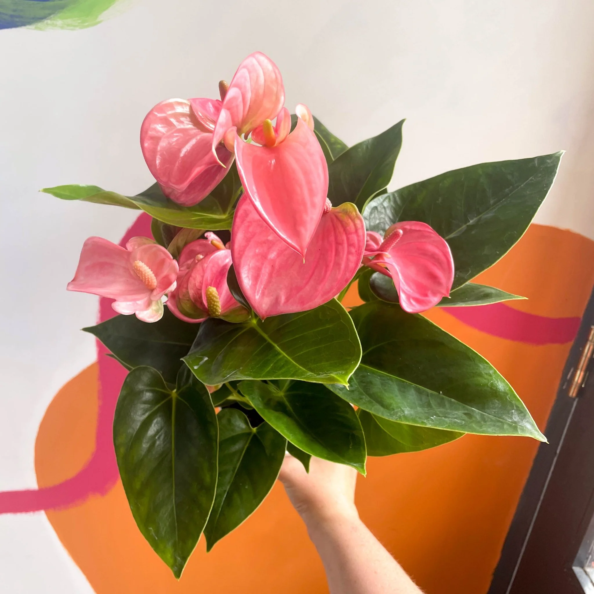 Pink Flamingo Flower - Anthurium andraeanum 'Pink Champion' - Image 5