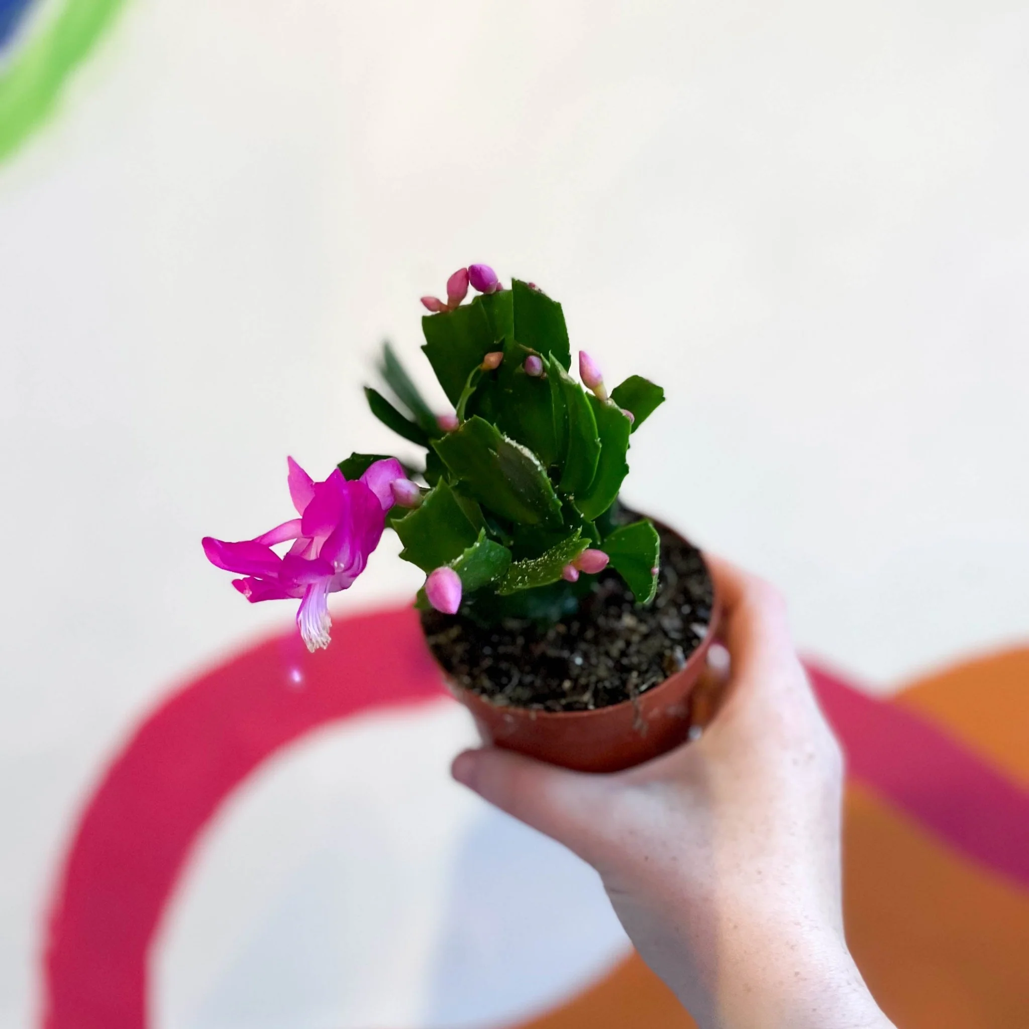 Schlumbergera truncata 'Naomi'