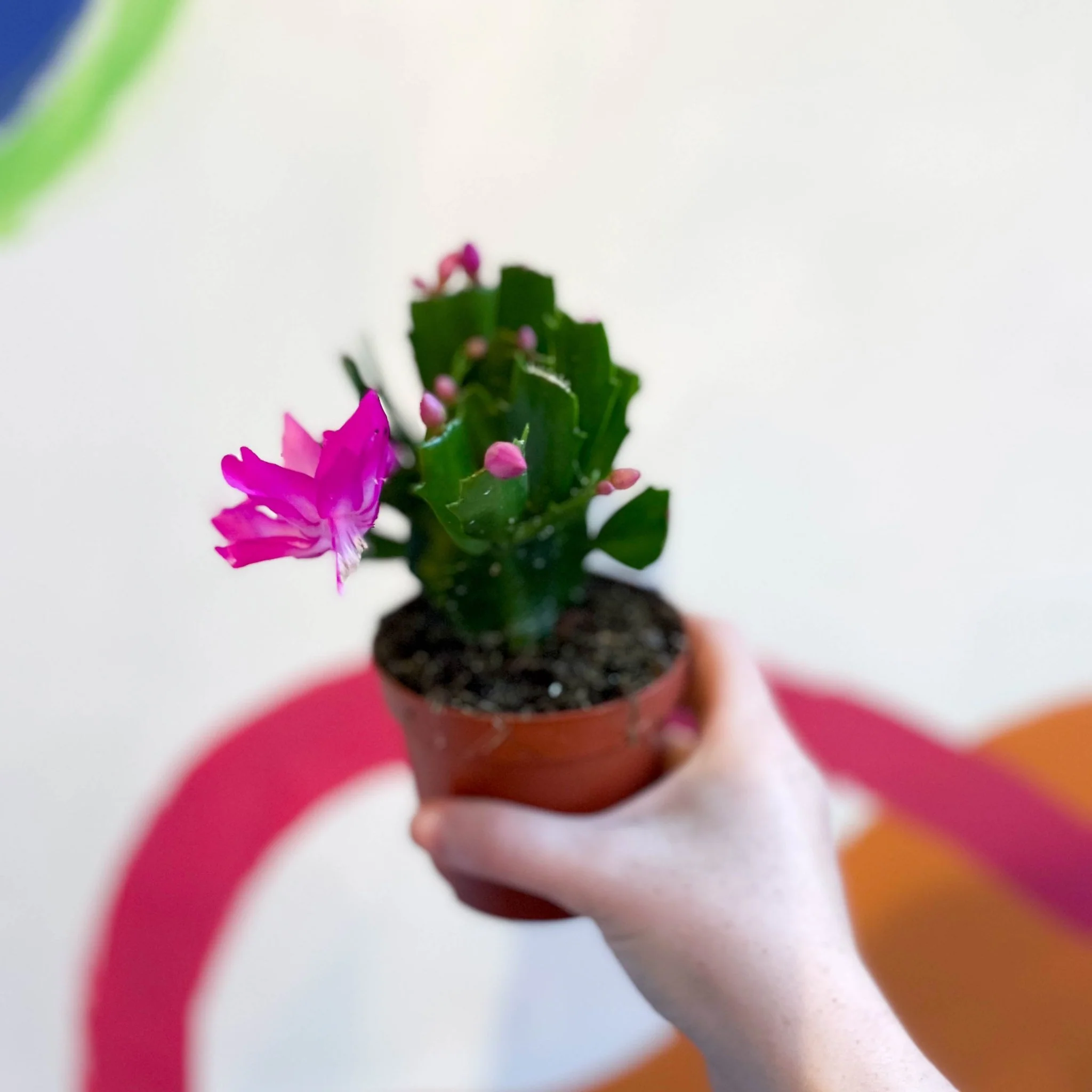 Schlumbergera truncata 'Naomi' - Image 2