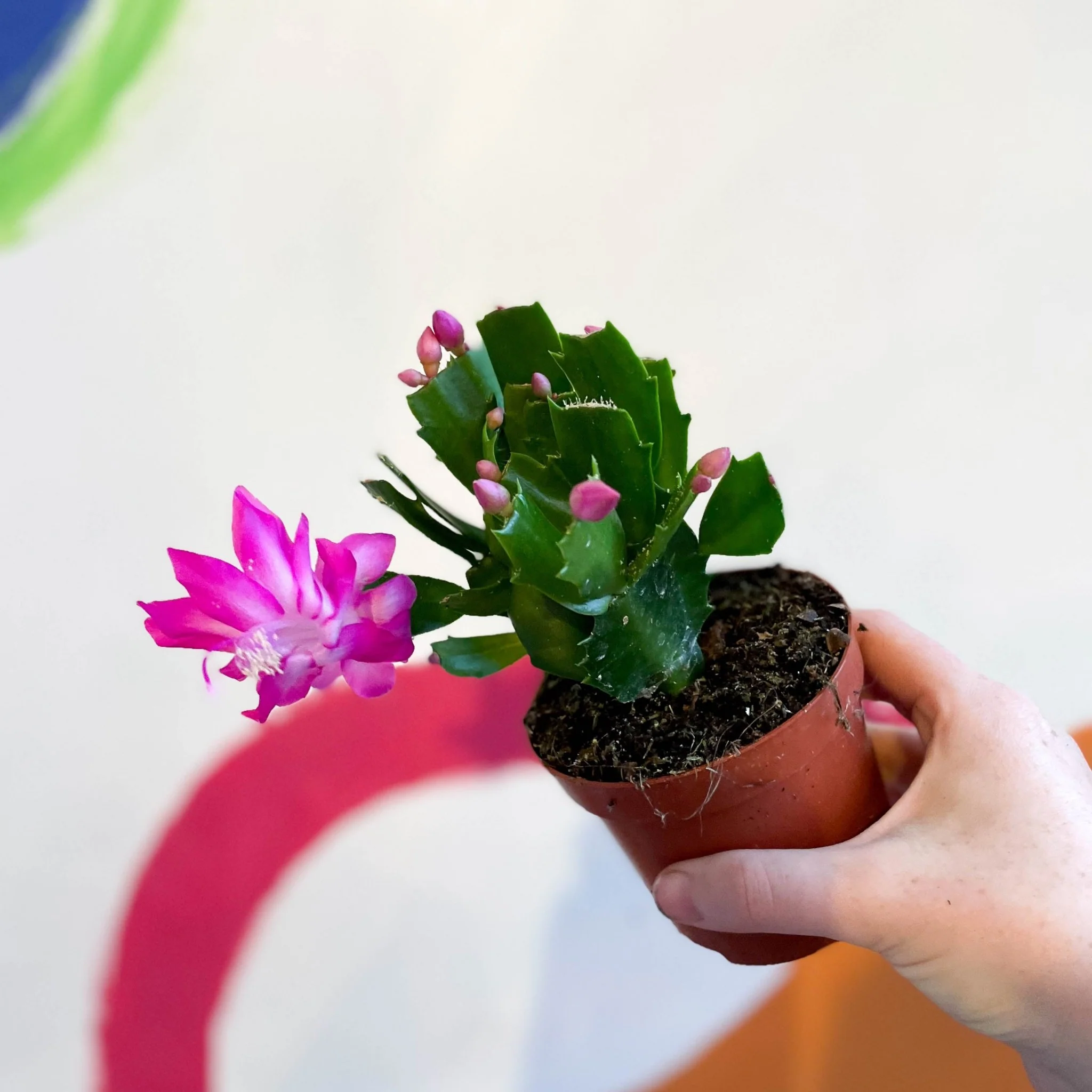 Schlumbergera truncata 'Naomi' - Image 3