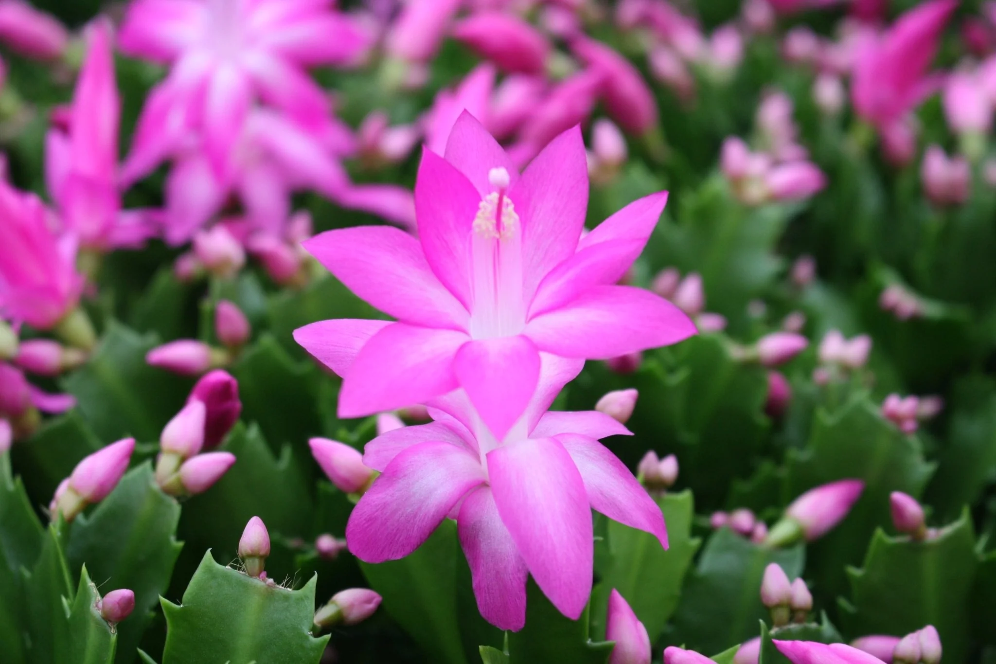 Schlumbergera truncata 'Naomi' - Image 4