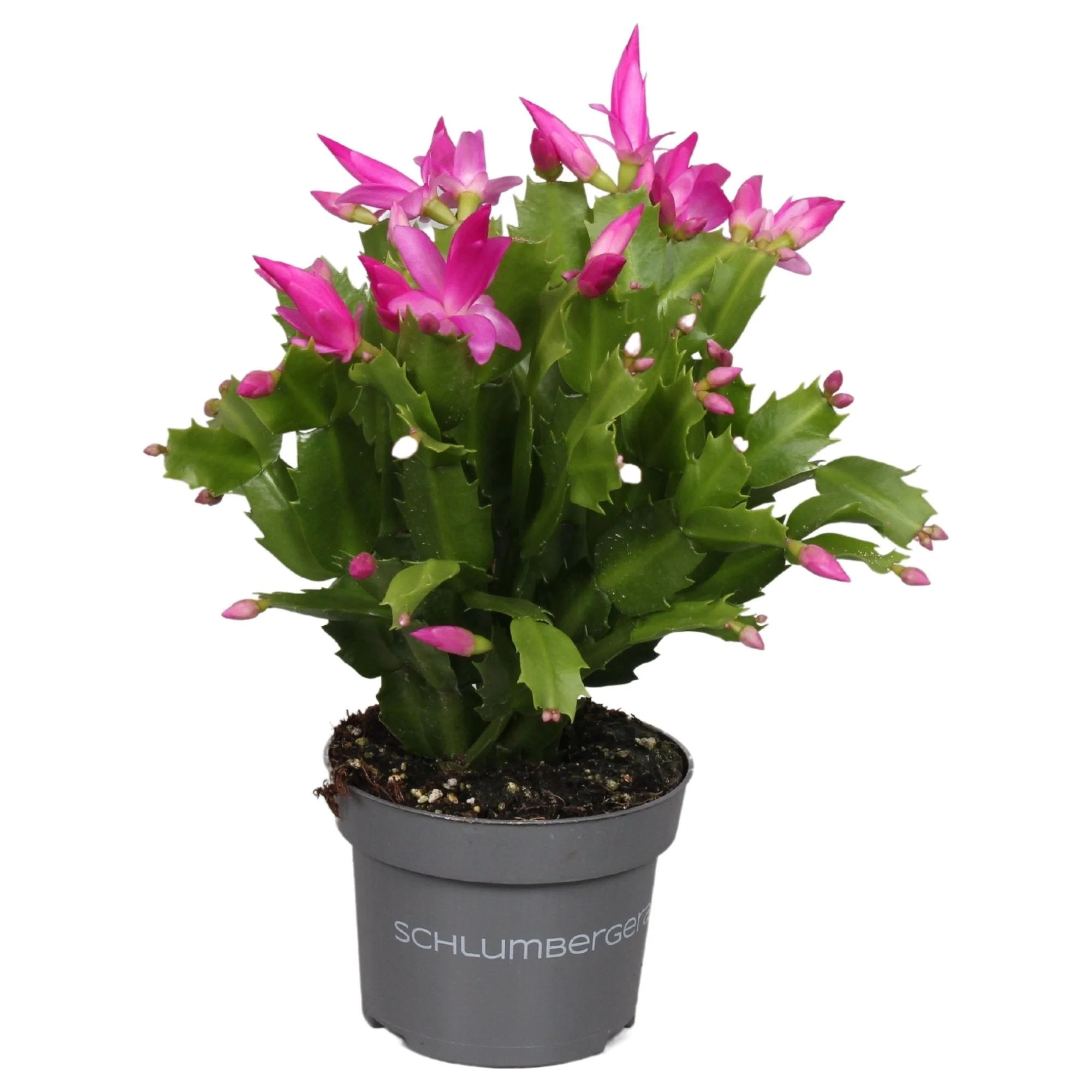 Schlumbergera truncata 'Naomi' - Image 5