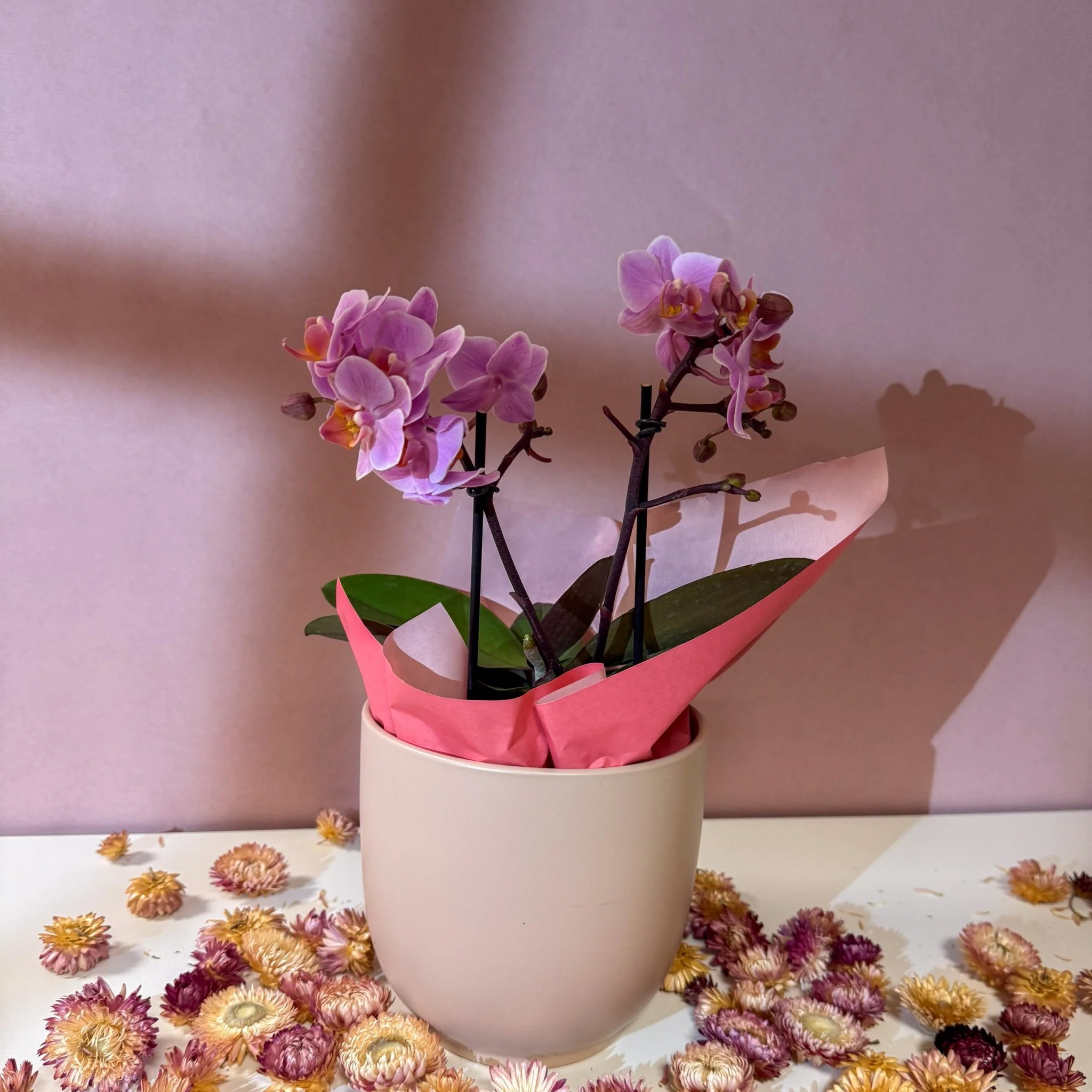 Pink 'Romantico' Orchid + Cairo Pot – Valentine’s Bundle
