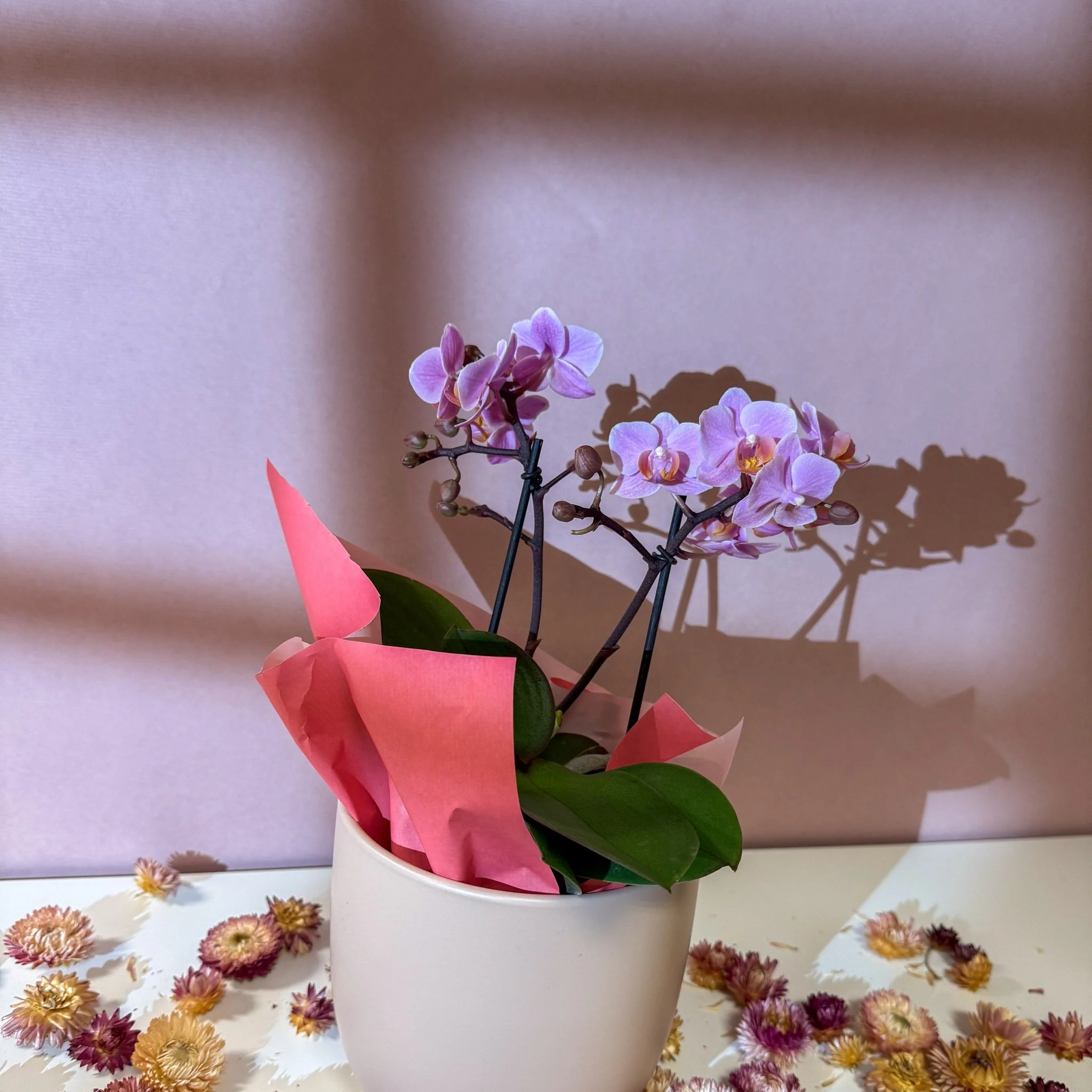 Pink 'Romantico' Orchid + Cairo Pot – Valentine’s Bundle - Image 10