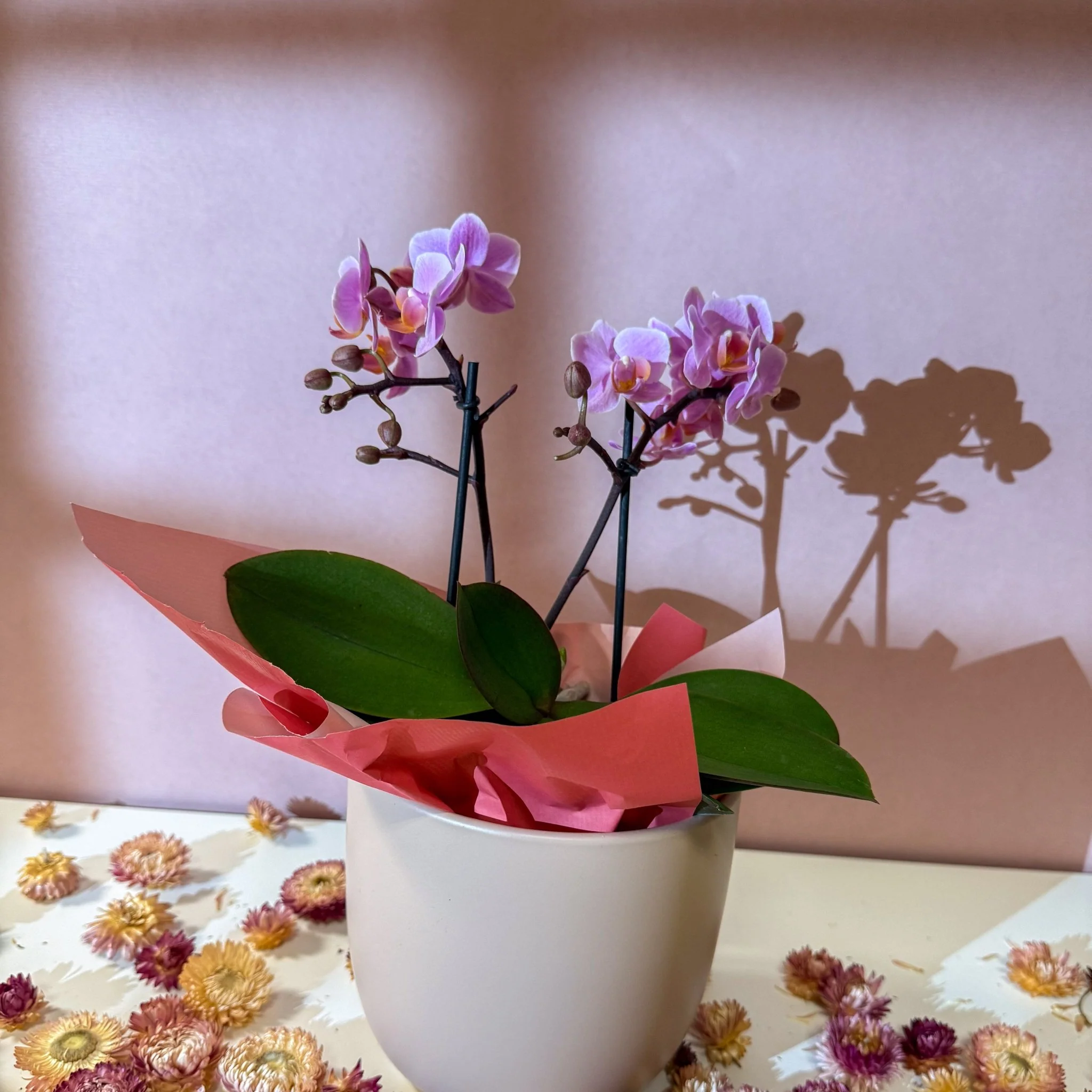 Pink 'Romantico' Orchid + Cairo Pot – Valentine’s Bundle - Image 11