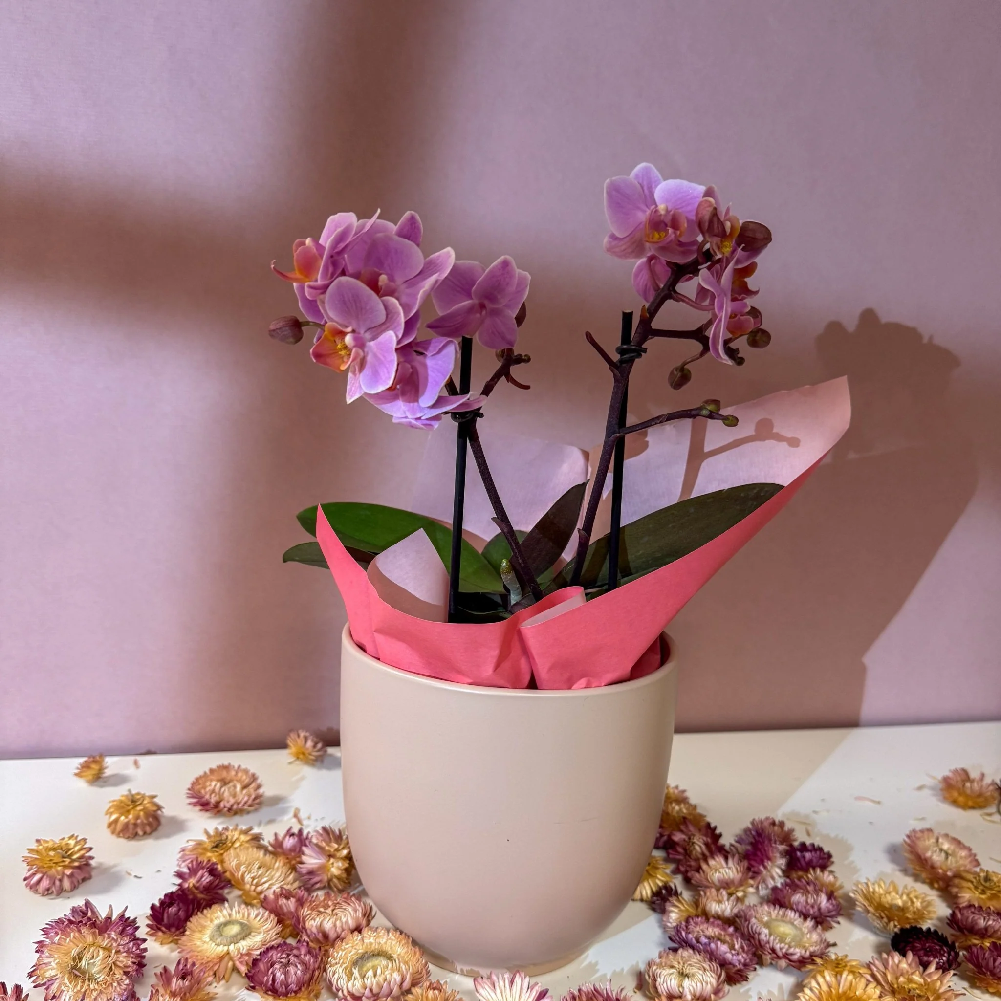 Pink 'Romantico' Orchid + Cairo Pot – Valentine’s Bundle - Image 2