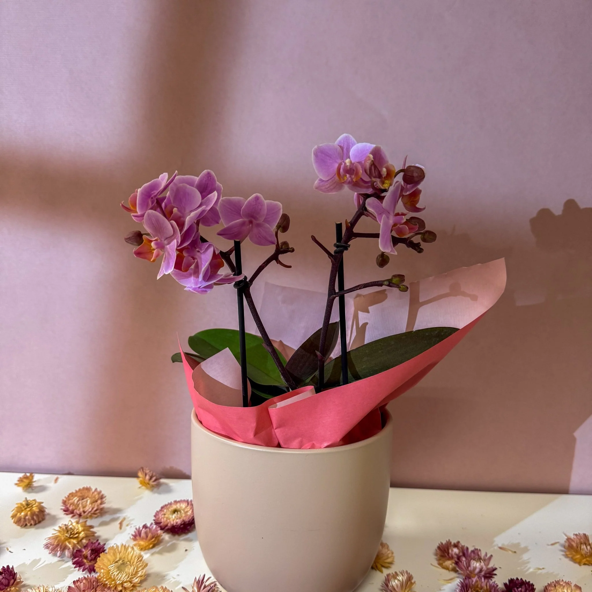 Pink 'Romantico' Orchid + Cairo Pot – Valentine’s Bundle - Image 3