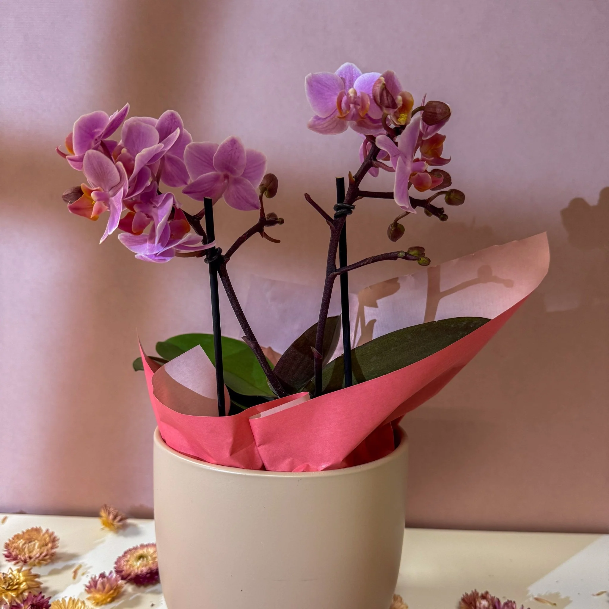 Pink 'Romantico' Orchid + Cairo Pot – Valentine’s Bundle - Image 4