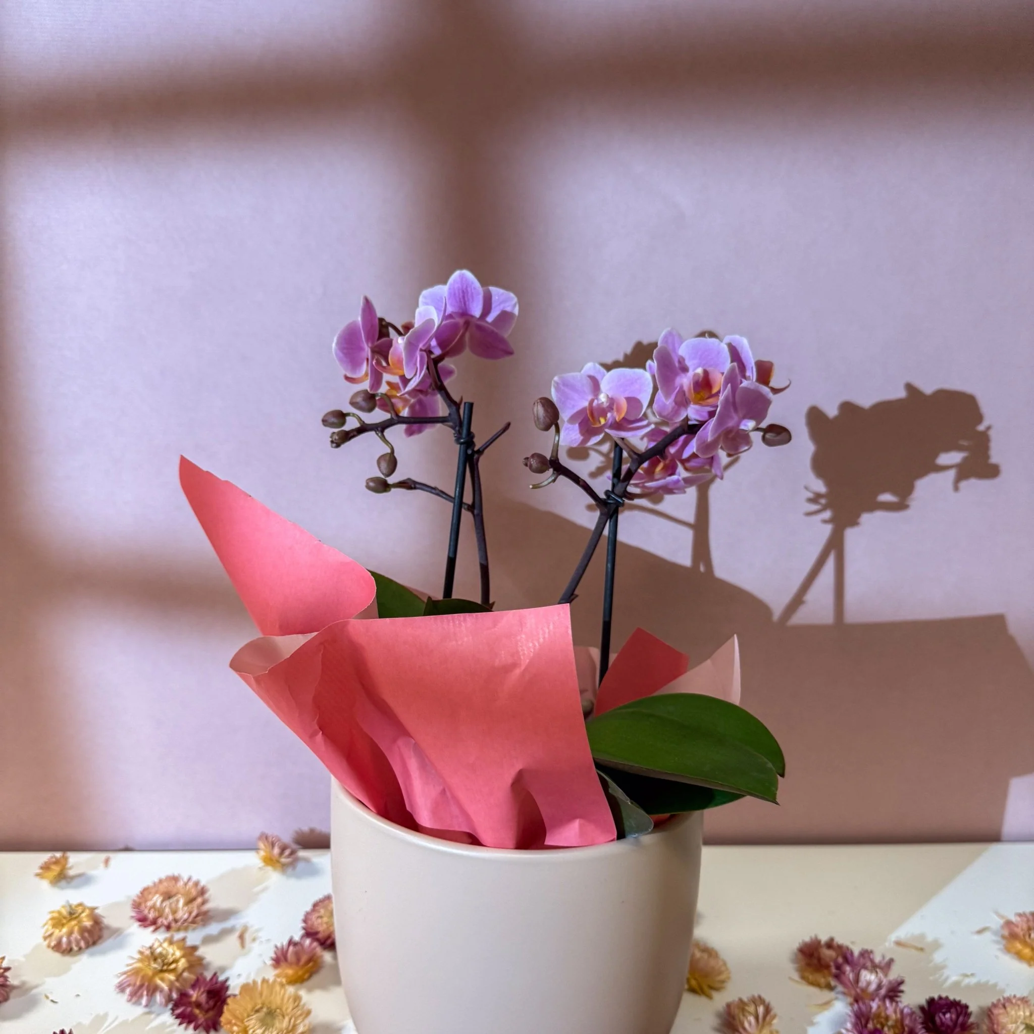 Pink 'Romantico' Orchid + Cairo Pot – Valentine’s Bundle - Image 6