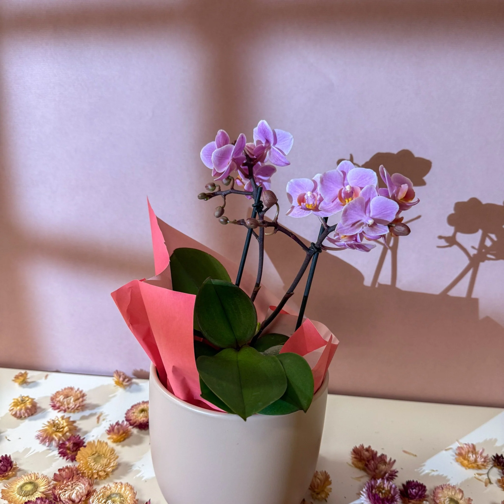 Pink 'Romantico' Orchid + Cairo Pot – Valentine’s Bundle - Image 7