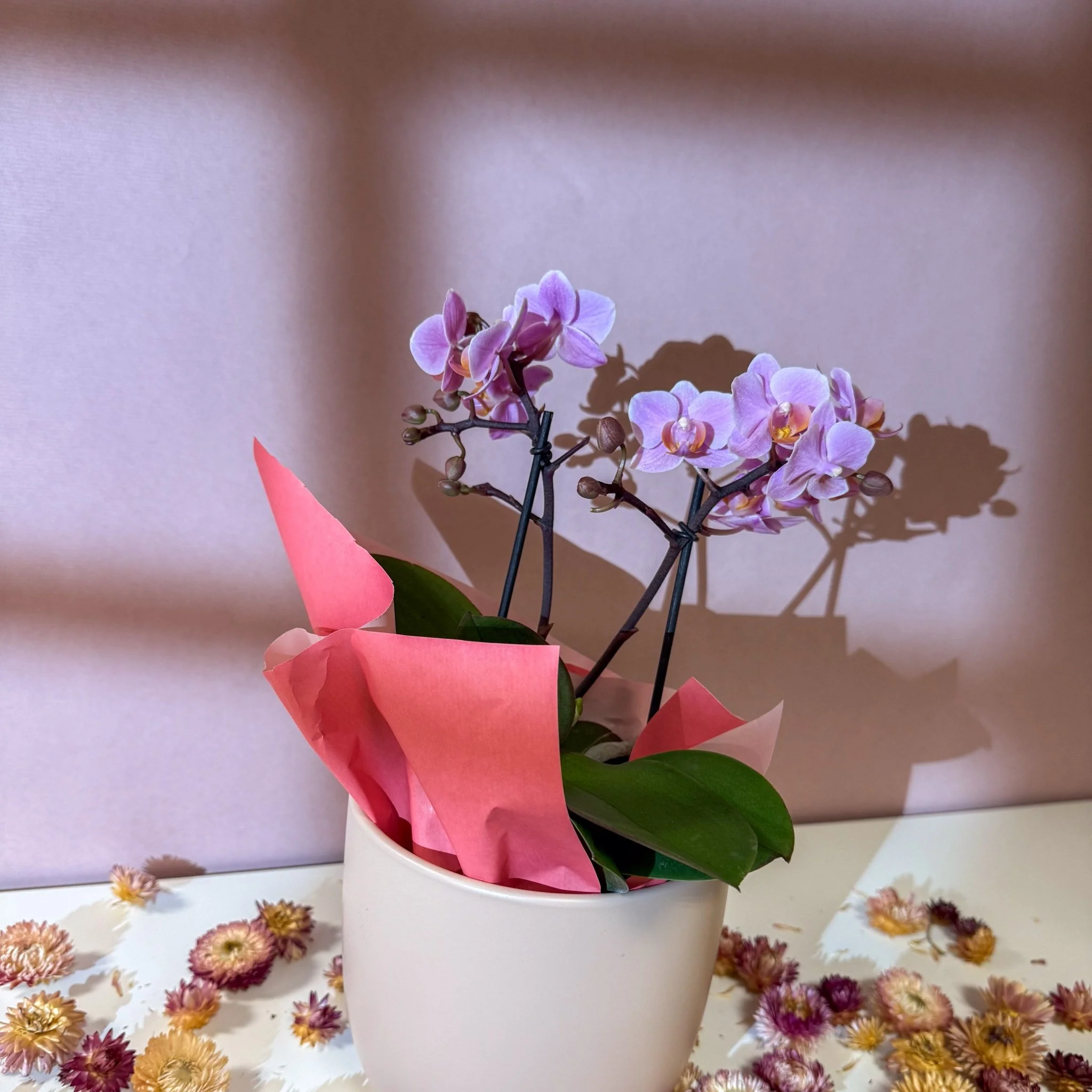 Pink 'Romantico' Orchid + Cairo Pot – Valentine’s Bundle - Image 9