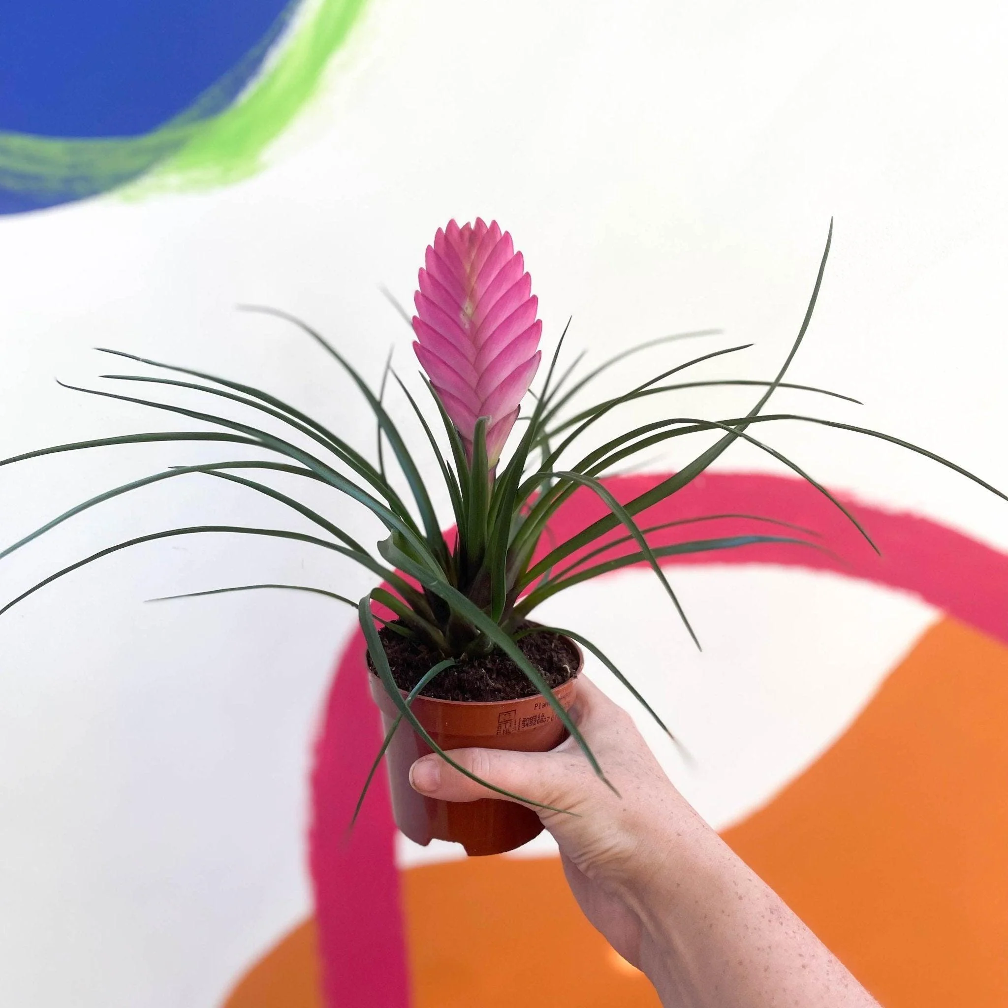 Tillandsia cyanea - Pink Quill Plant