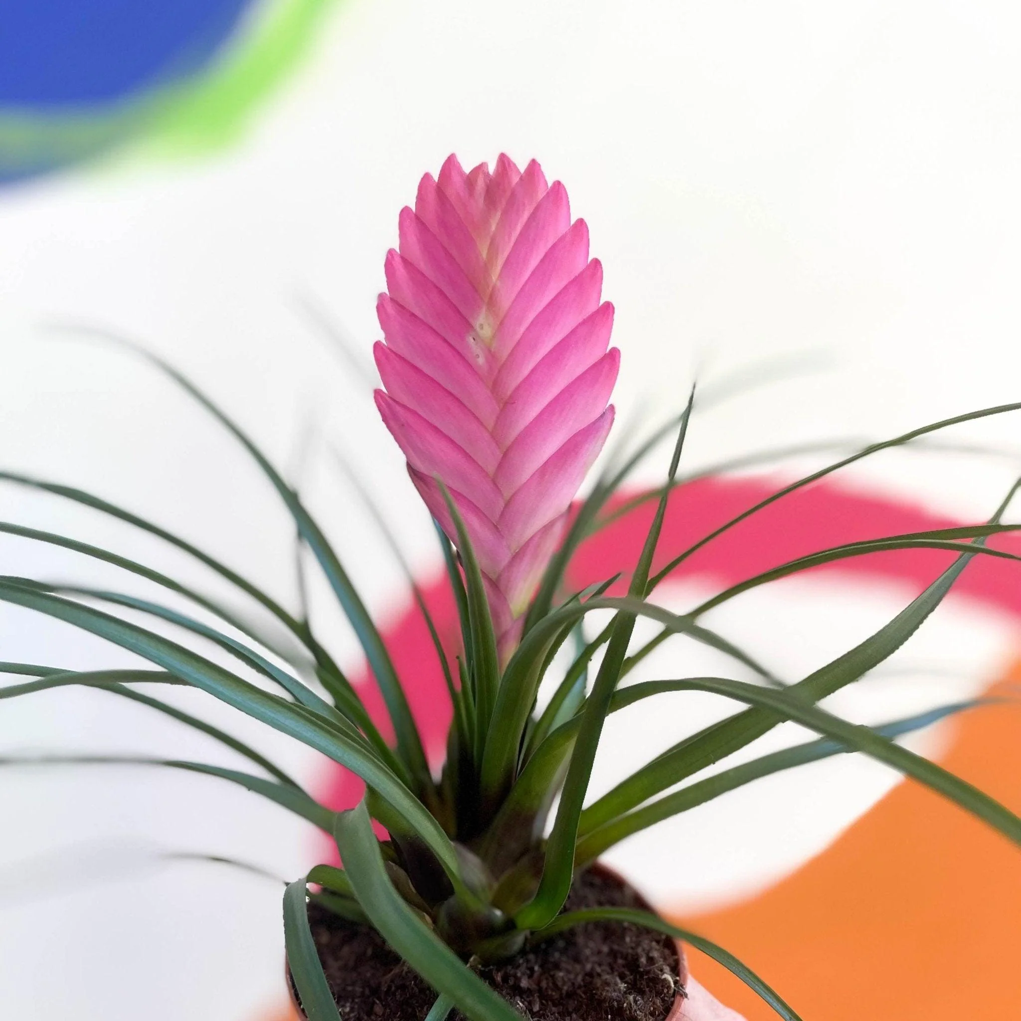 Tillandsia cyanea - Pink Quill Plant - Image 2
