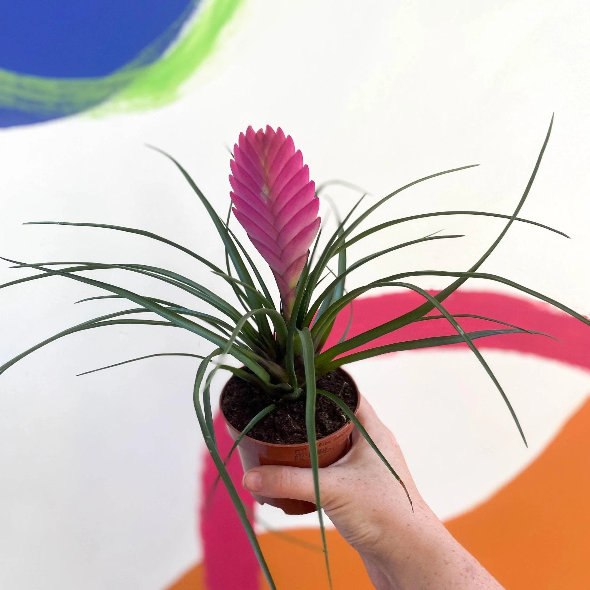 Tillandsia cyanea - Pink Quill Plant - Image 3