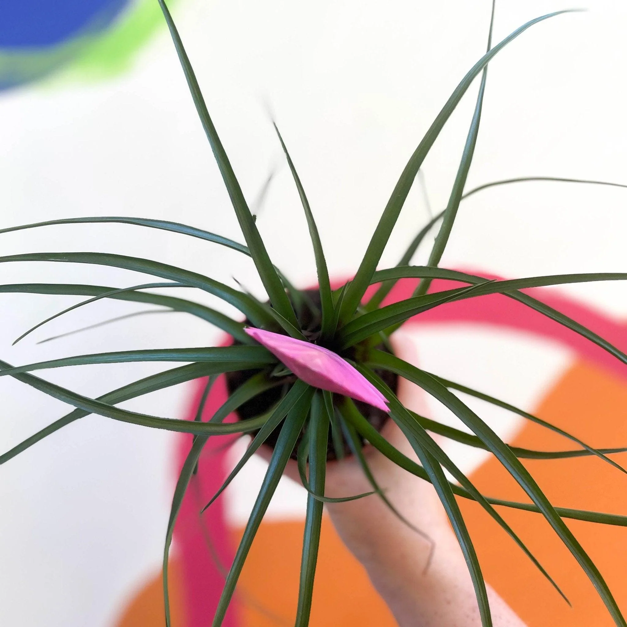 Tillandsia cyanea - Pink Quill Plant - Image 4