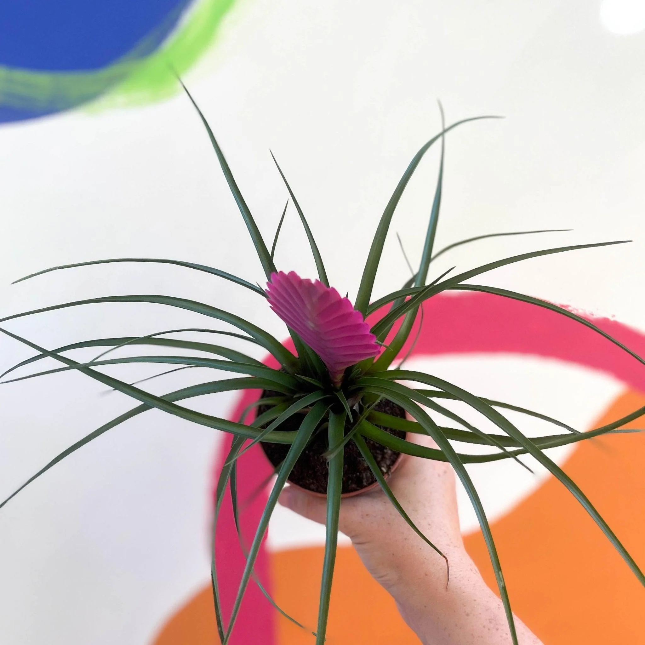 Tillandsia cyanea - Pink Quill Plant - Image 5