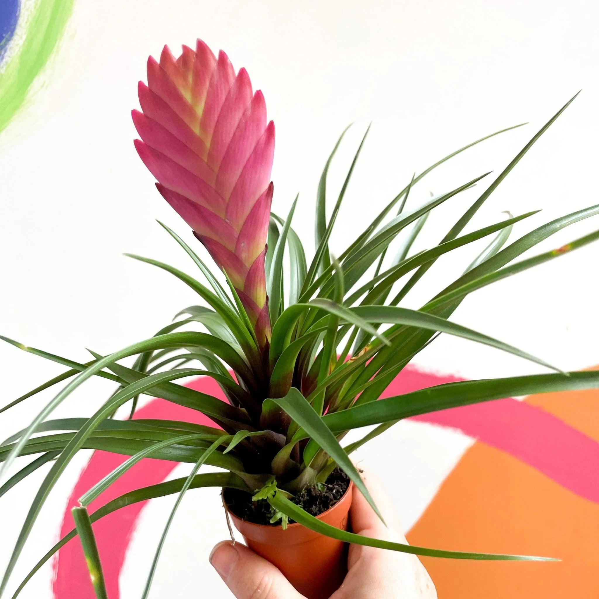 Tillandsia cyanea - Pink Quill Plant - Image 6