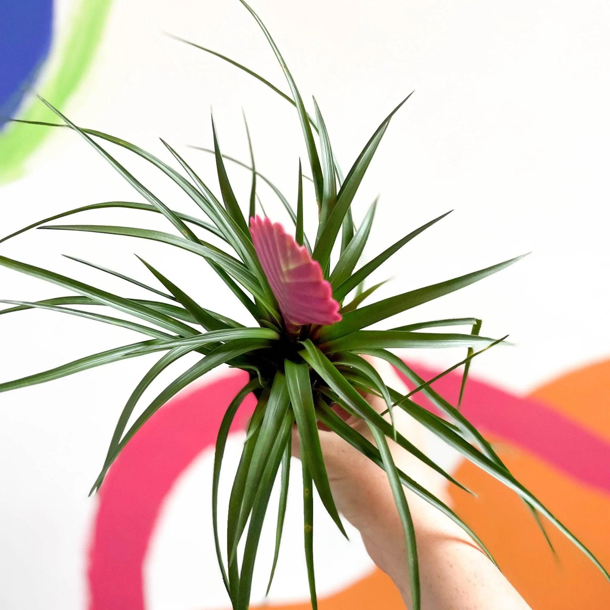 Tillandsia cyanea - Pink Quill Plant - Image 7