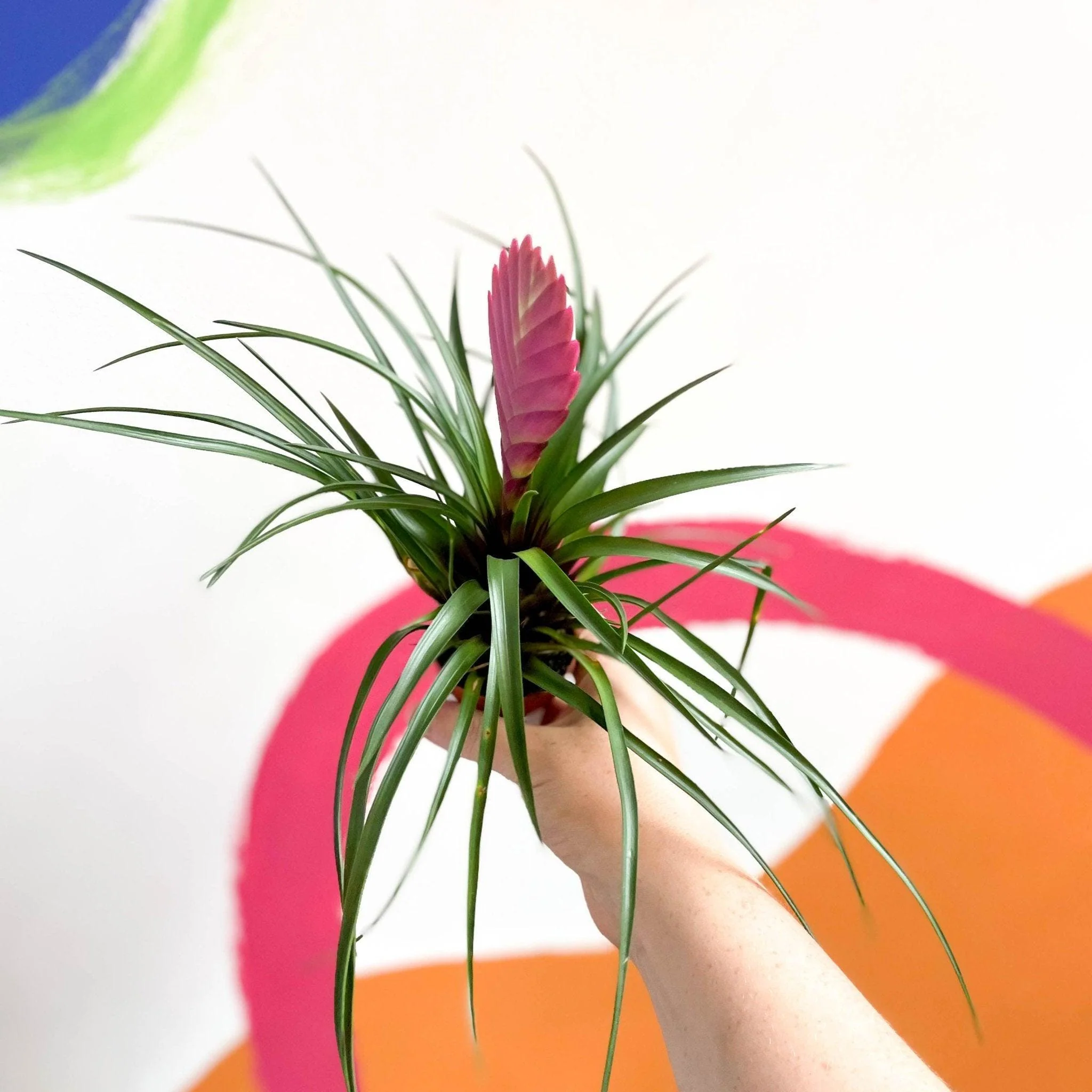Tillandsia cyanea - Pink Quill Plant - Image 8