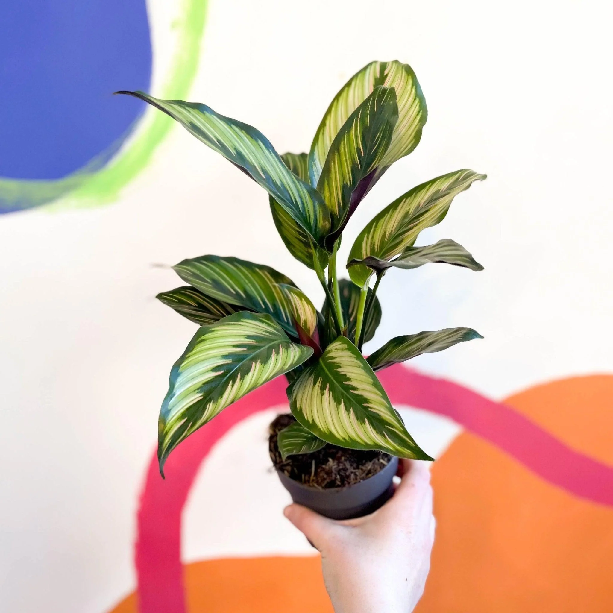 Calathea ornata 'Beauty Star'
