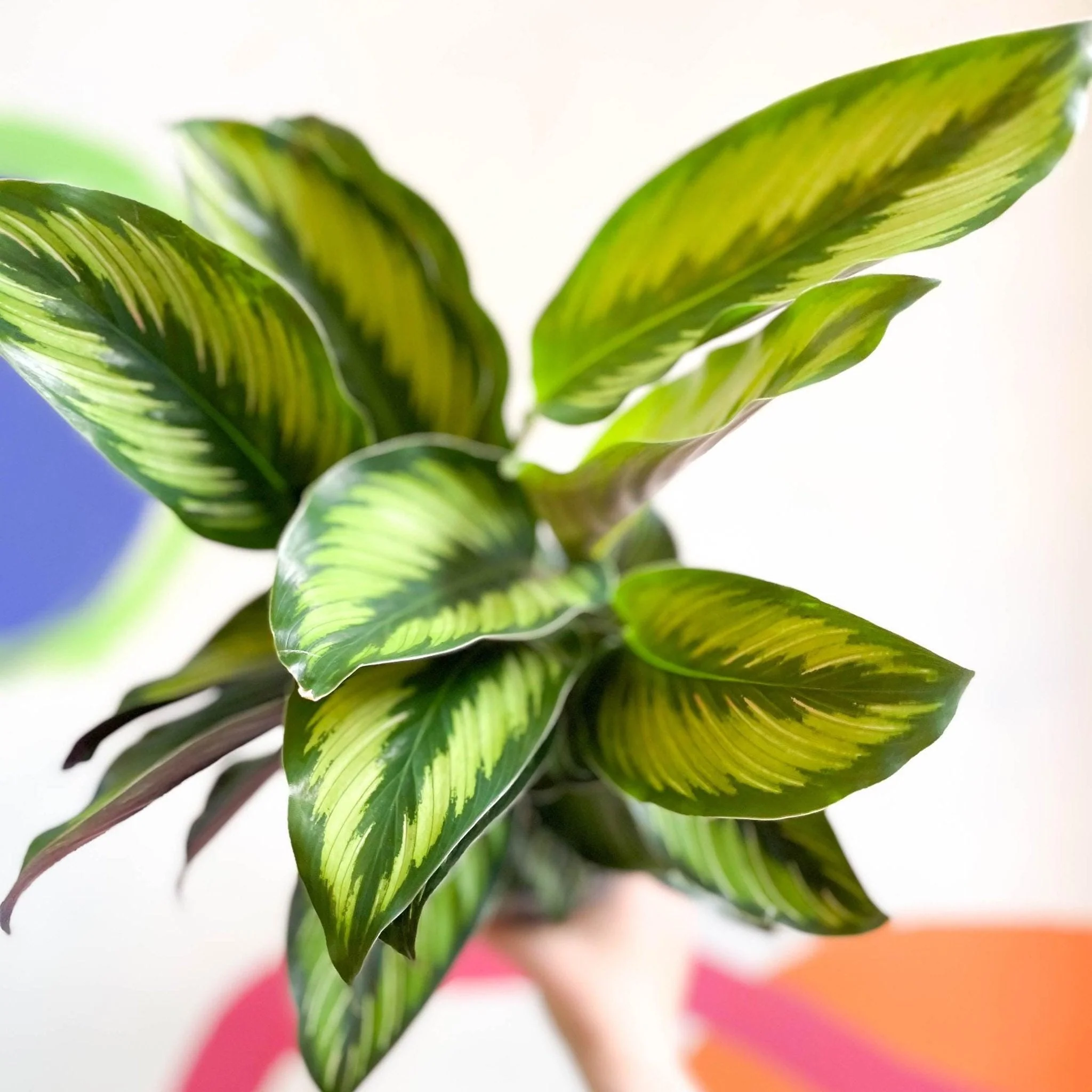 Calathea ornata 'Beauty Star' - Image 10