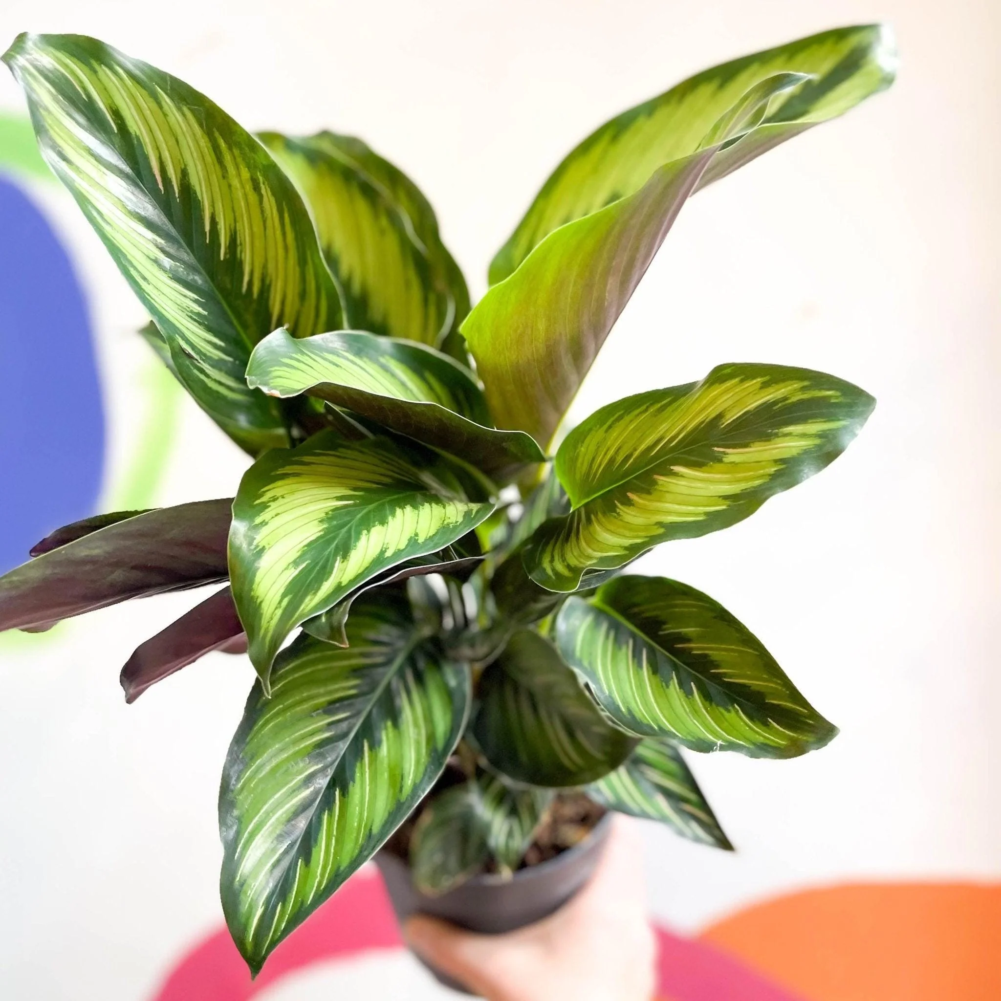 Calathea ornata 'Beauty Star' - Image 2