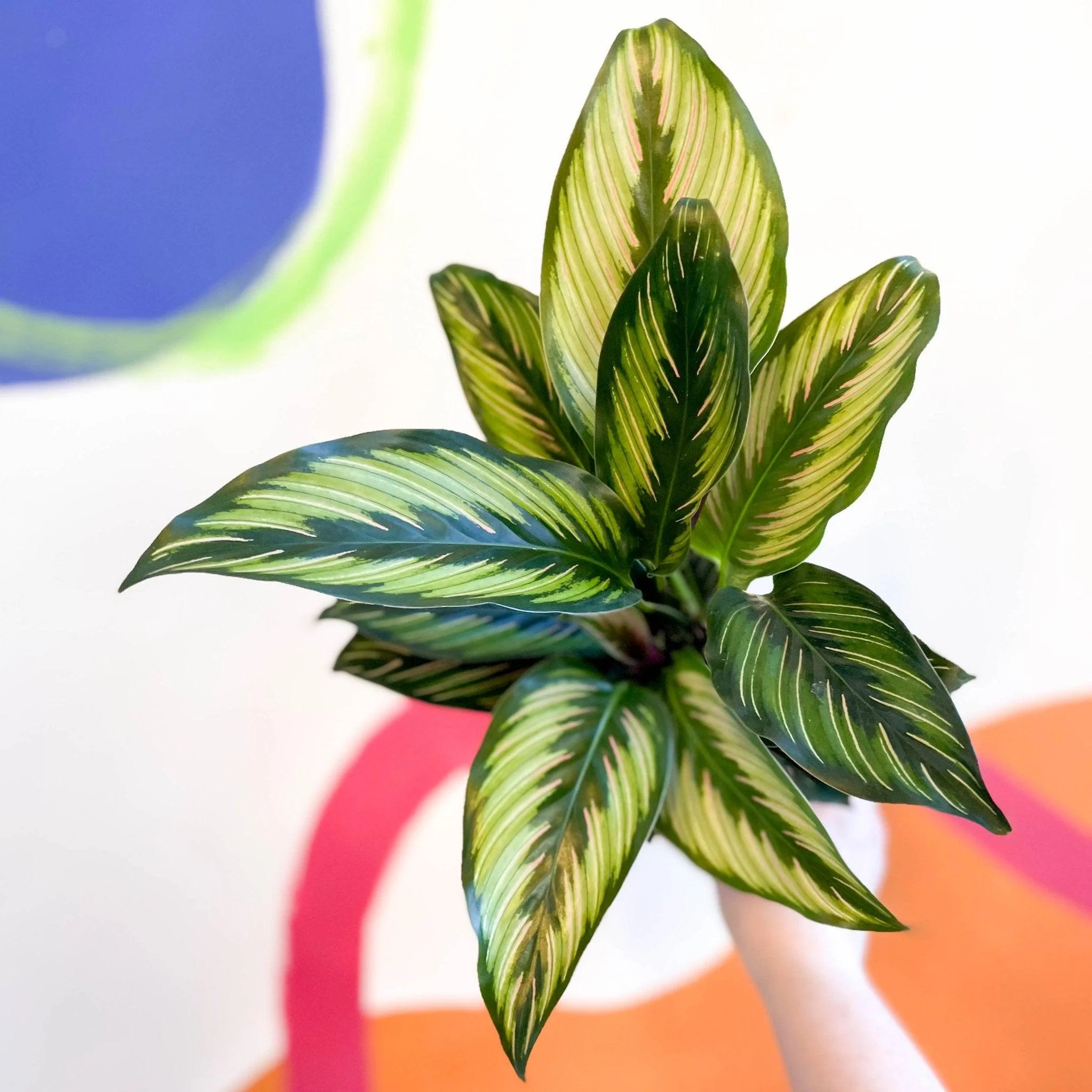 Calathea ornata 'Beauty Star' - Image 3