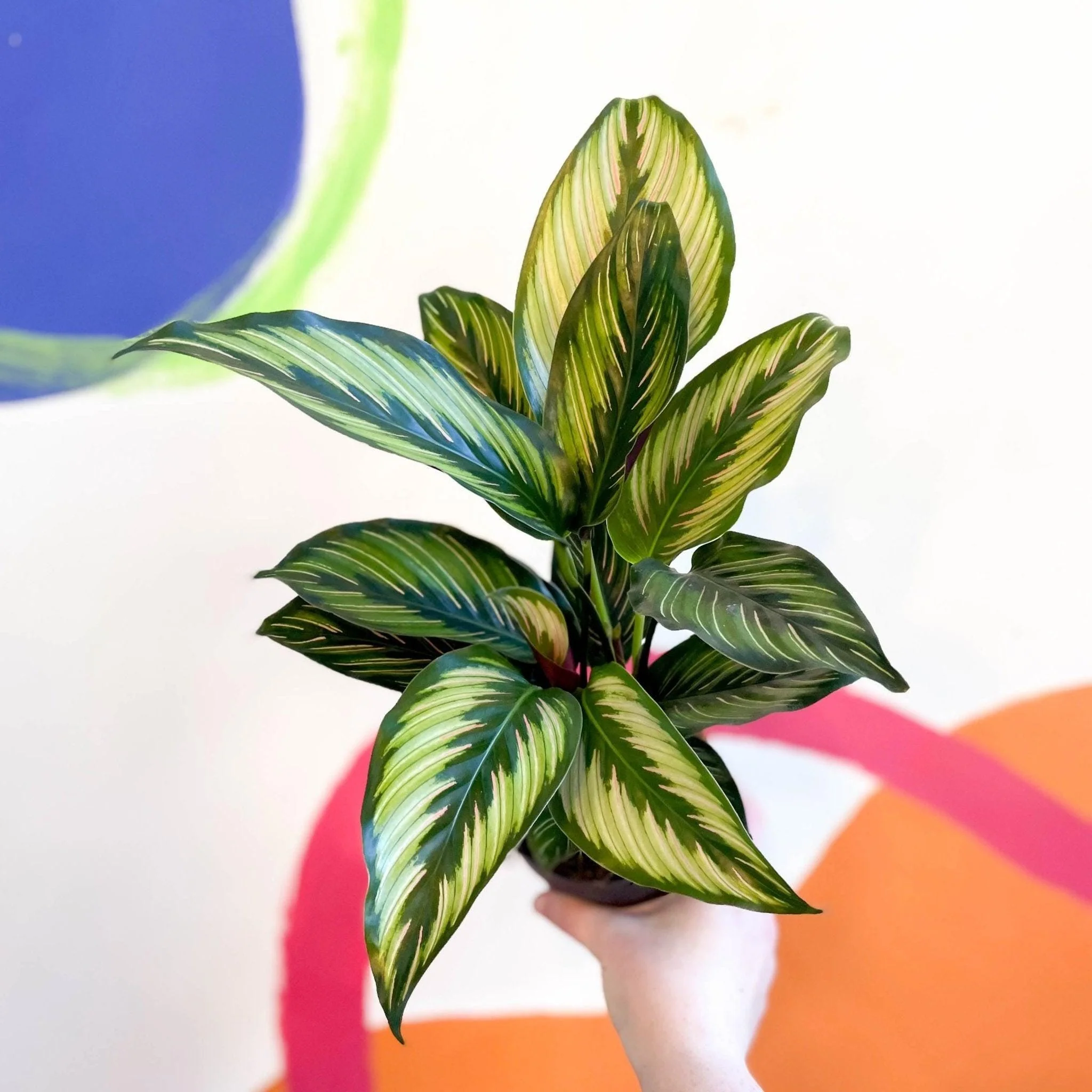 Calathea ornata 'Beauty Star' - Image 4
