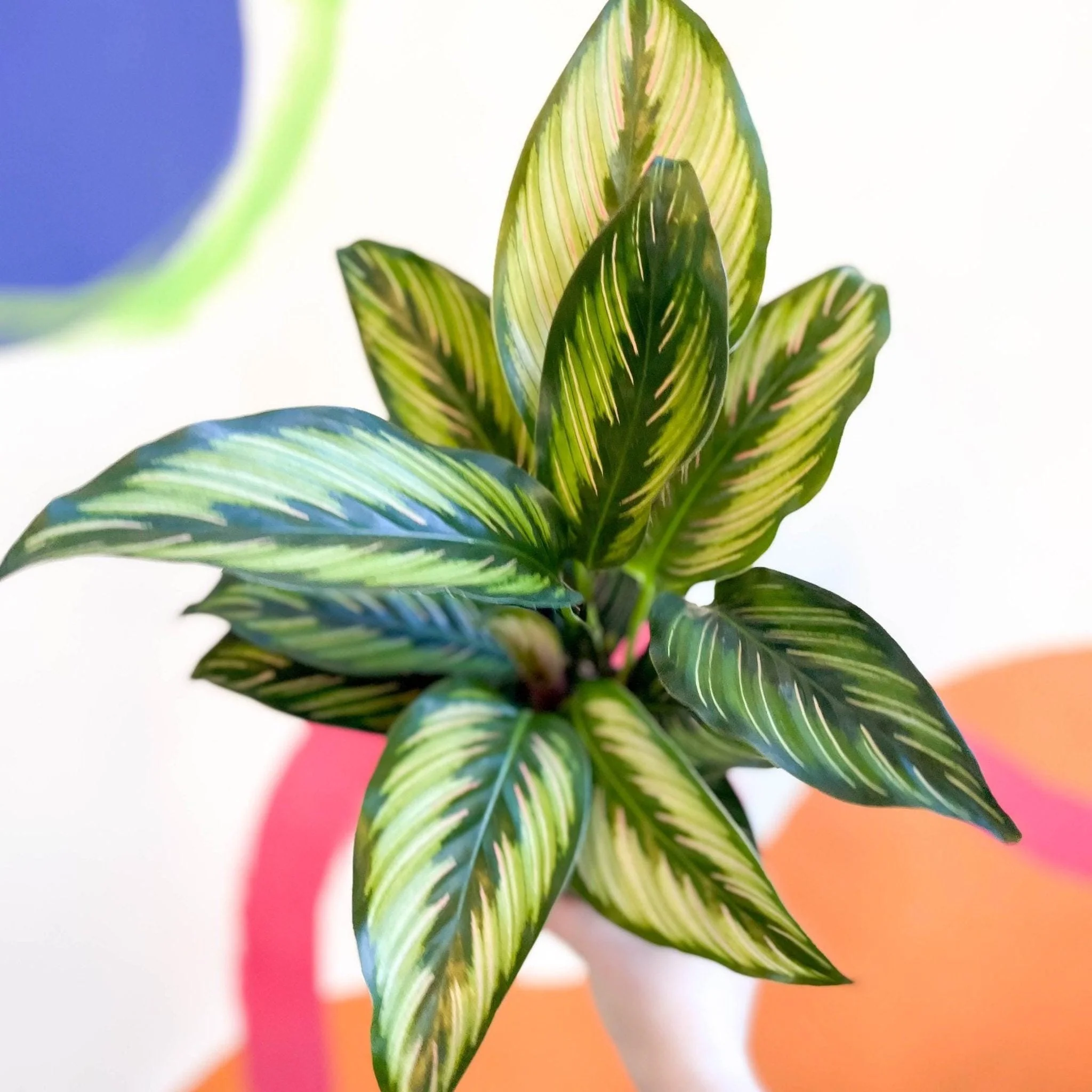 Calathea ornata 'Beauty Star' - Image 5