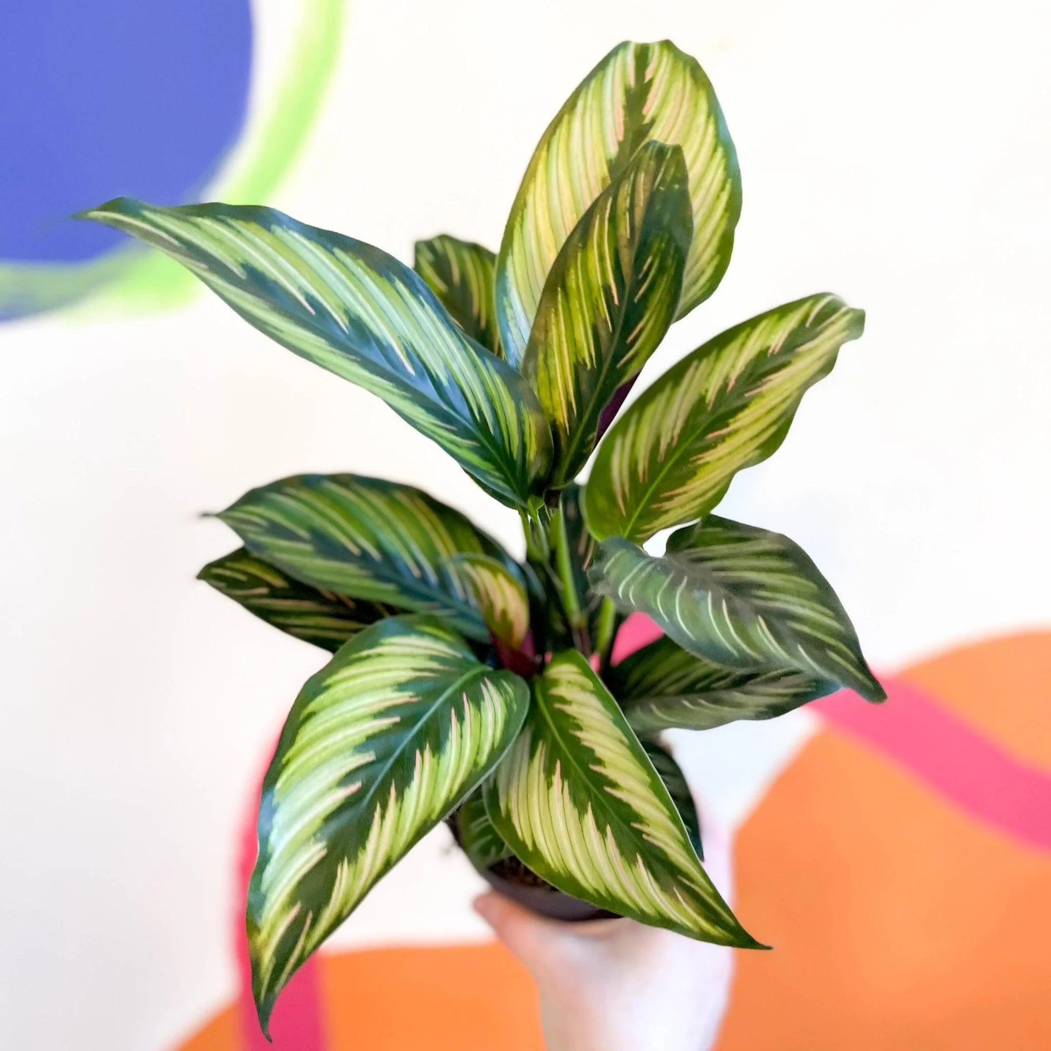 Calathea ornata 'Beauty Star' - Image 6