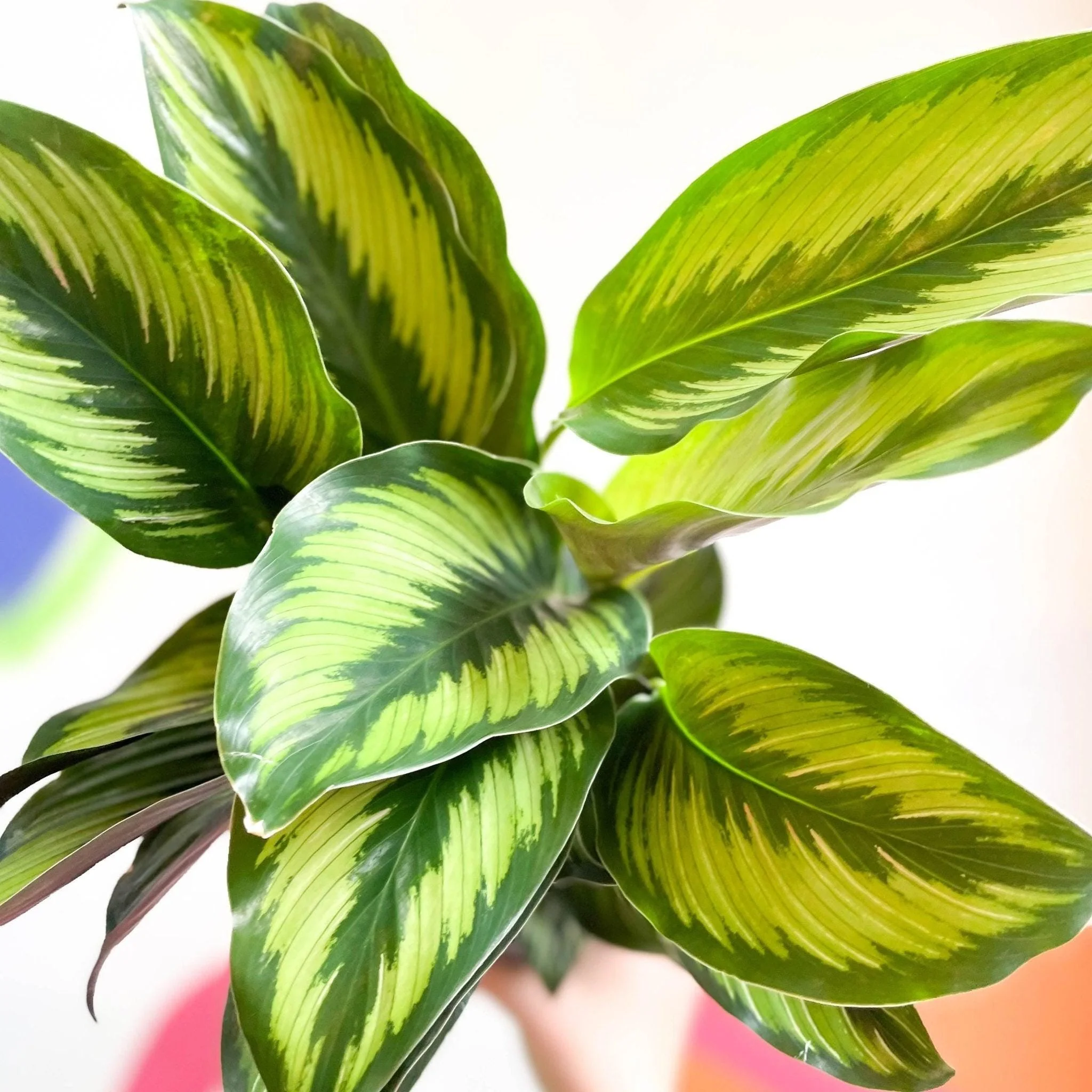 Calathea ornata 'Beauty Star' - Image 7