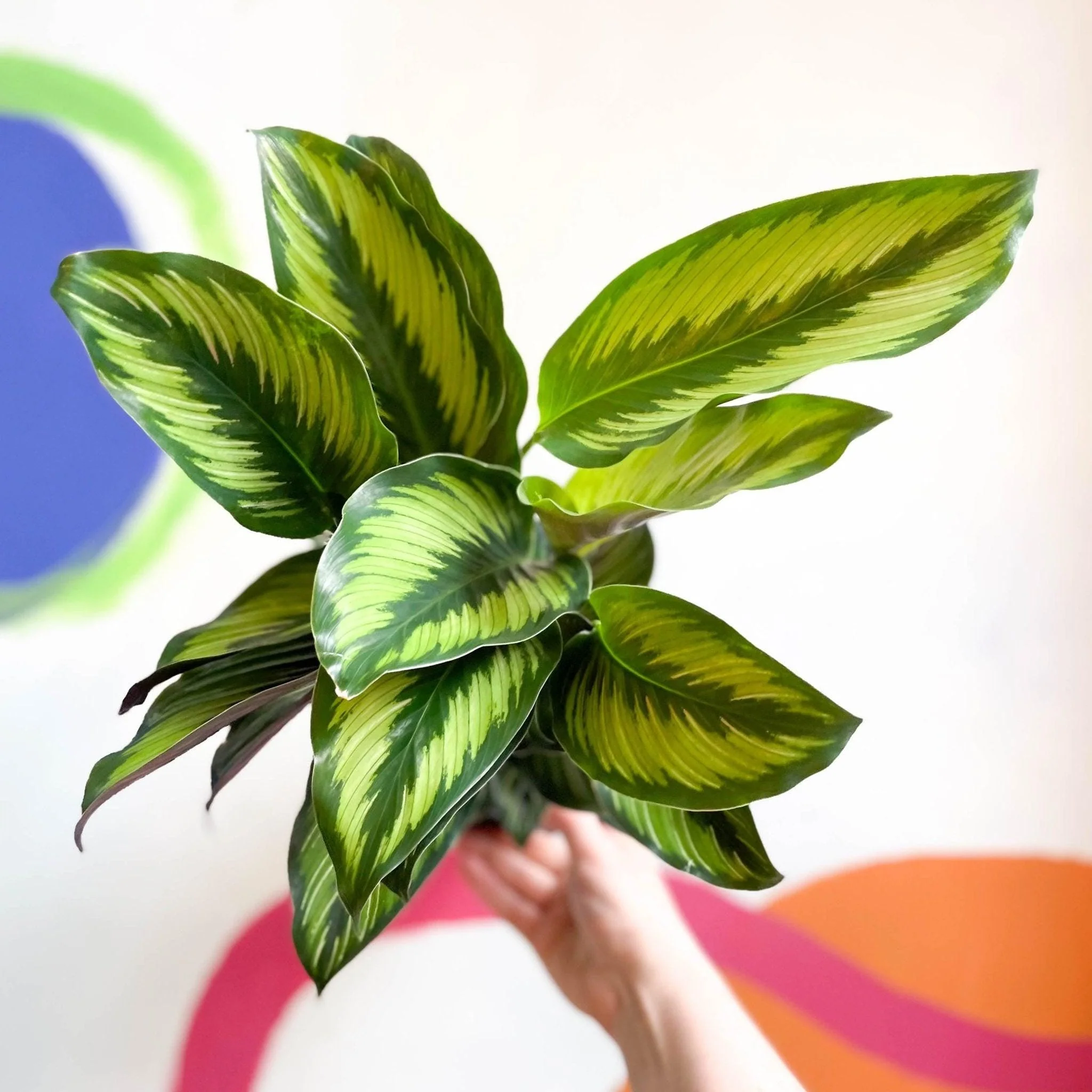 Calathea ornata 'Beauty Star' - Image 8