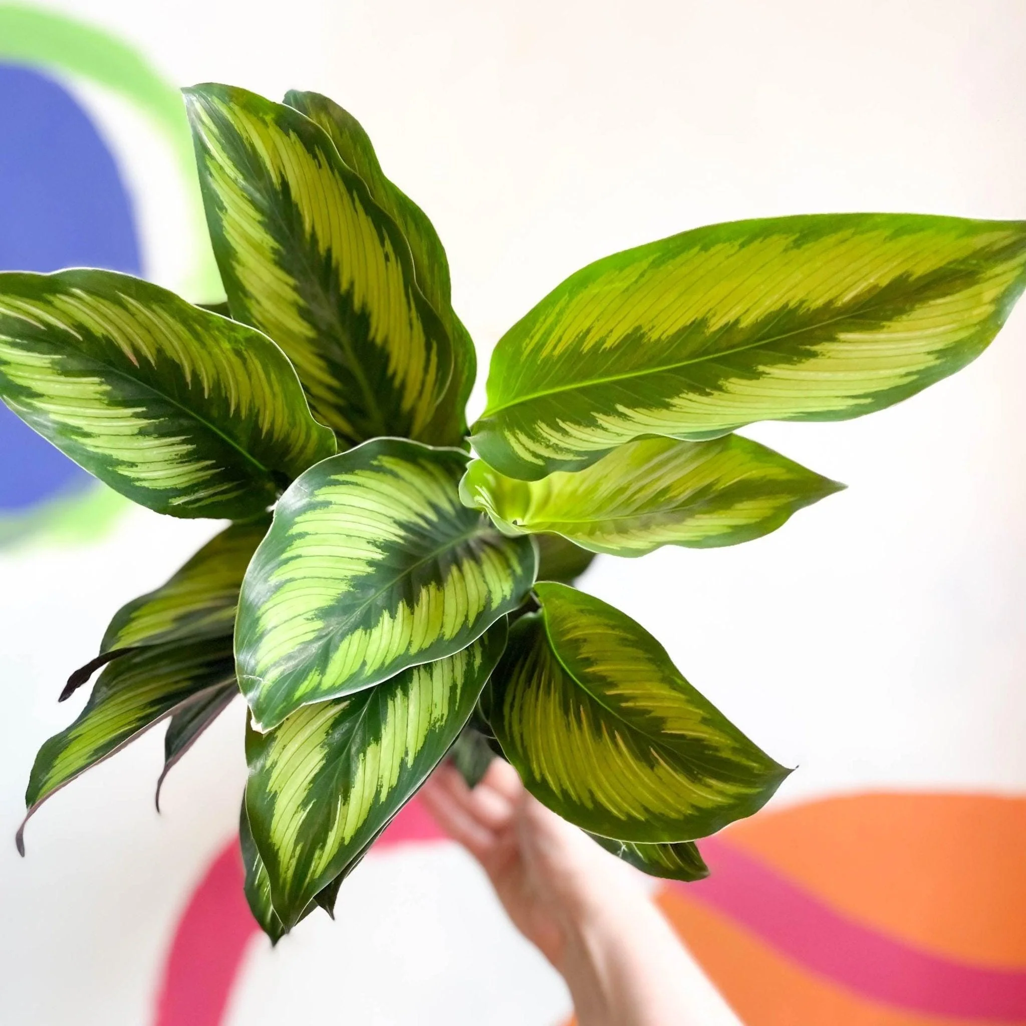 Calathea ornata 'Beauty Star' - Image 9