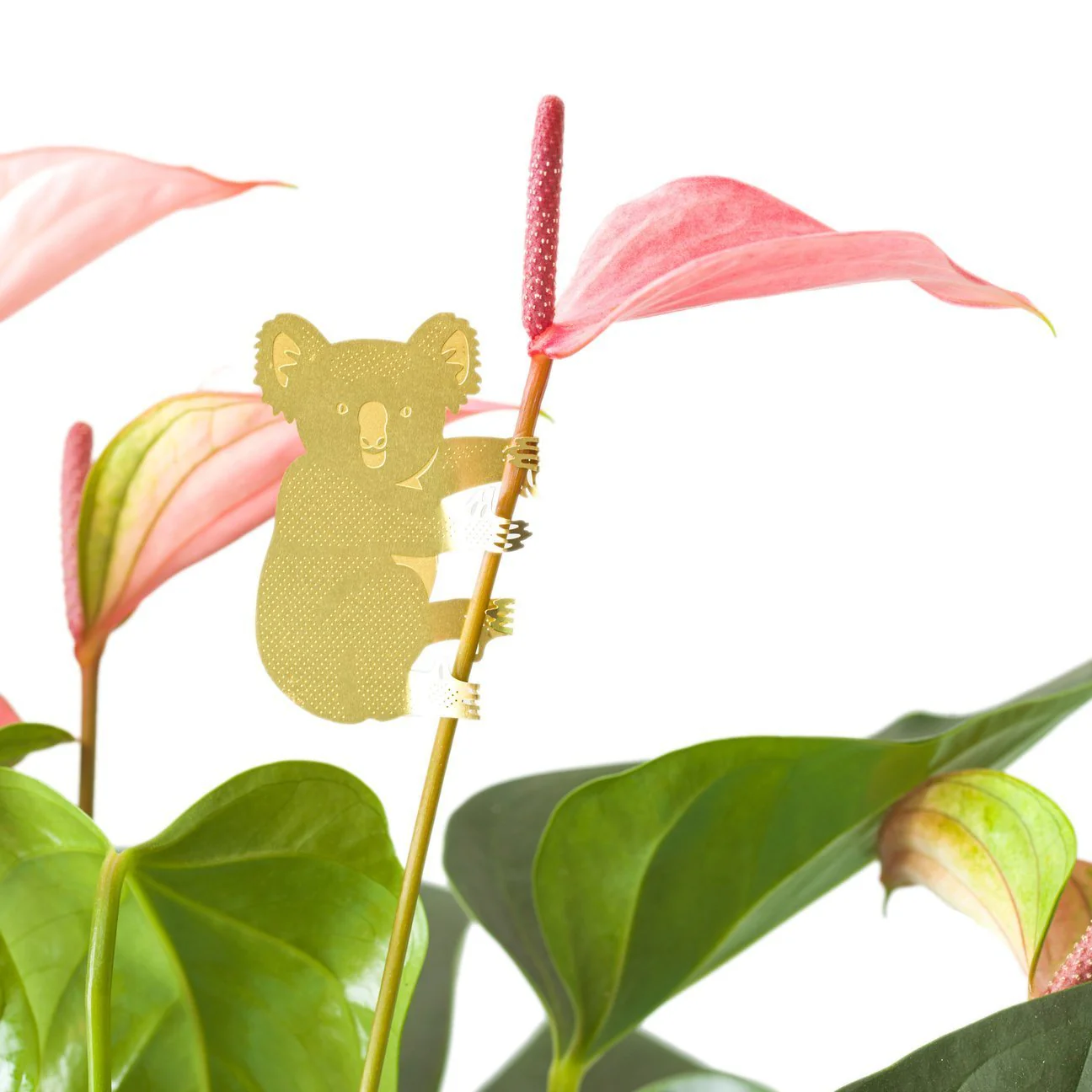 Plant Animal Koala