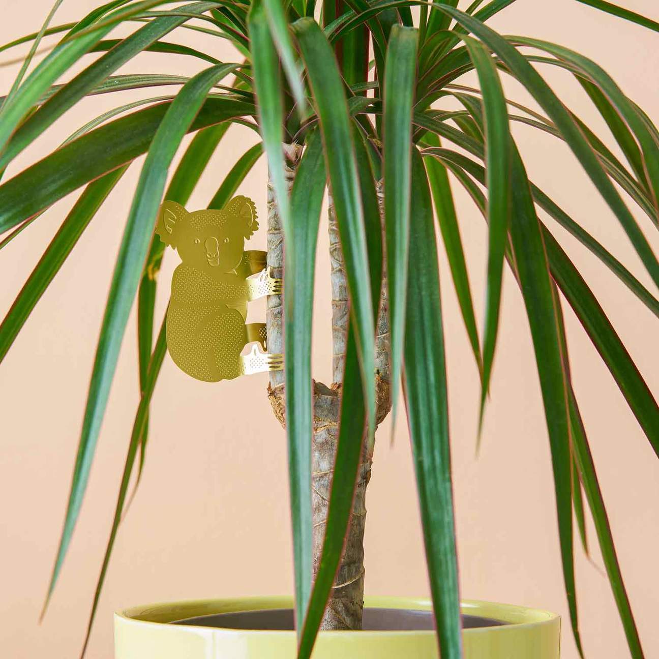 Plant Animal Koala - Image 2
