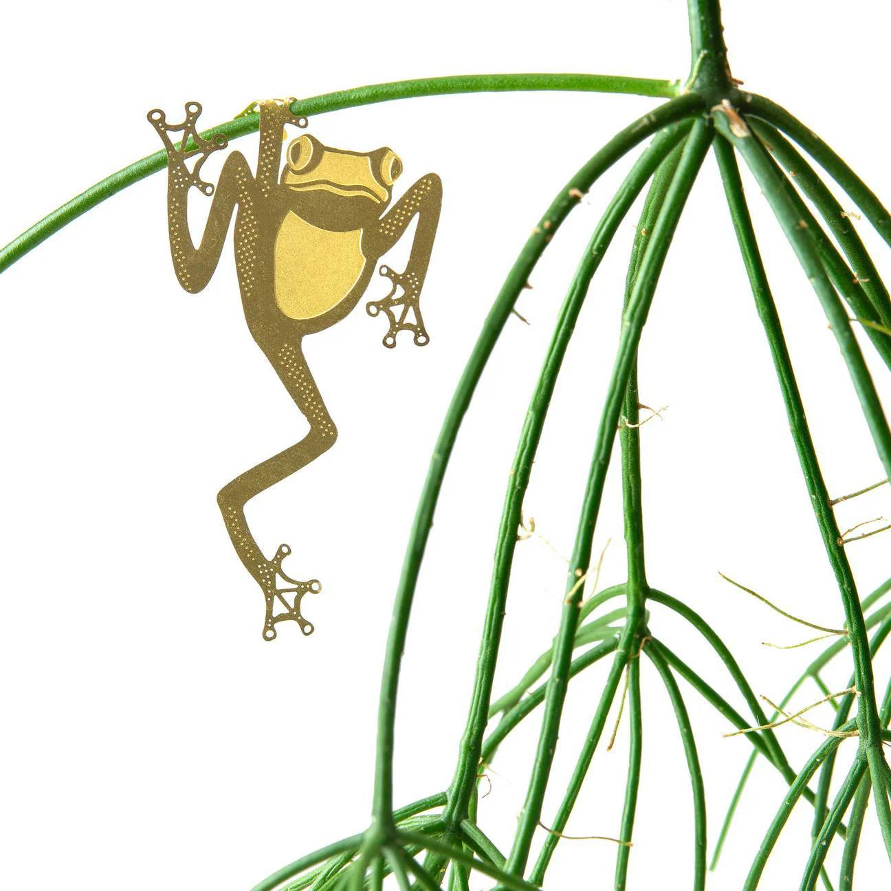 Plant Animal Tree Frog