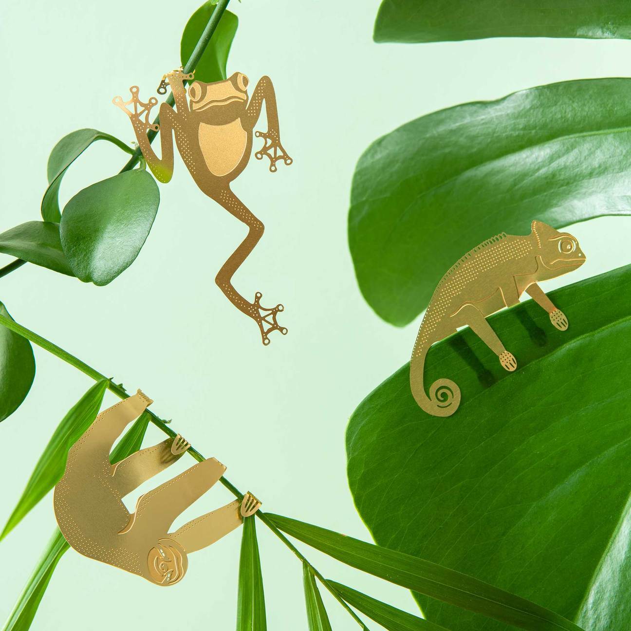 Plant Animal Tree Frog - Image 2