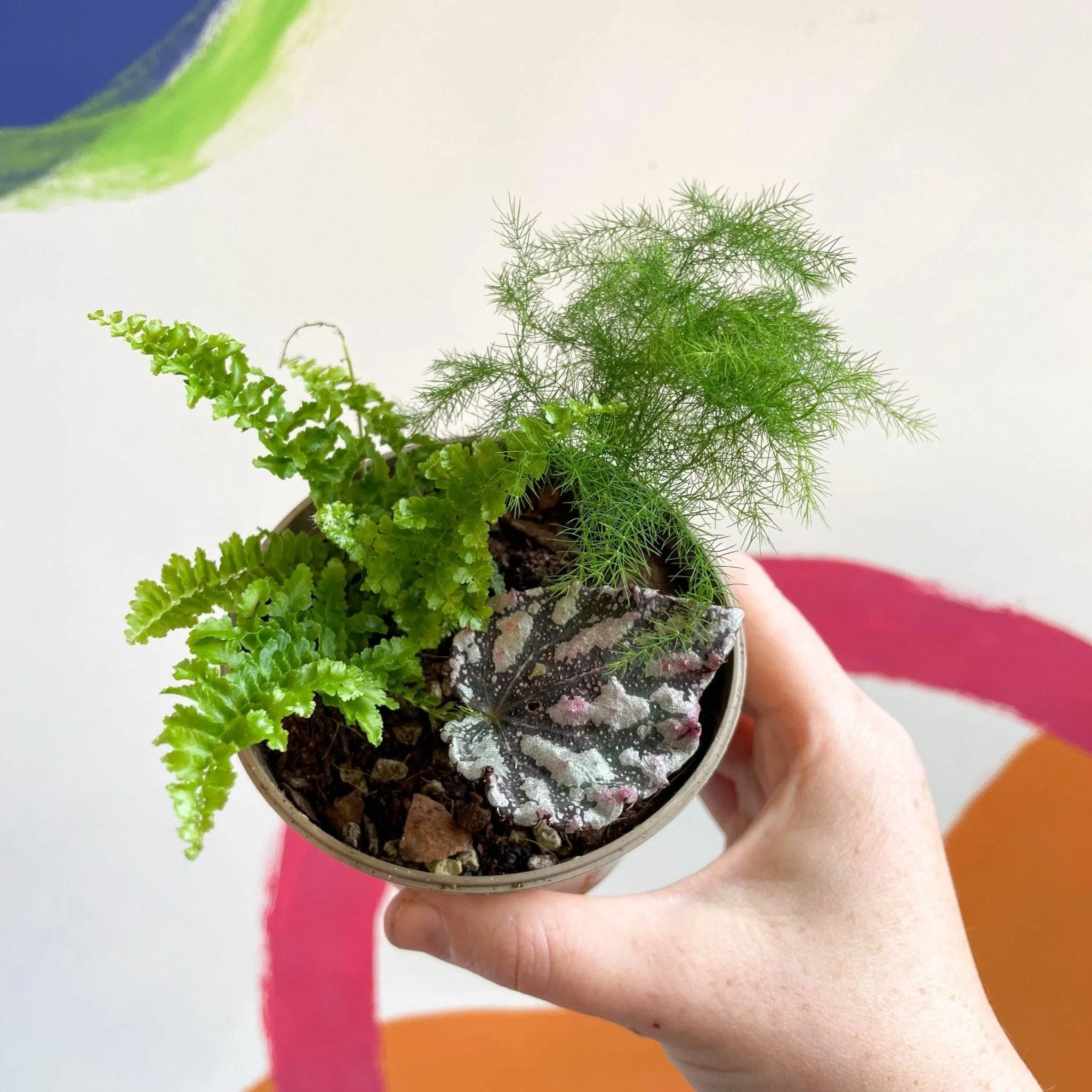 Terrarium Plant Mixed Bundle – 3 Rooted Cuttings in a 6cm Pot - Image 3