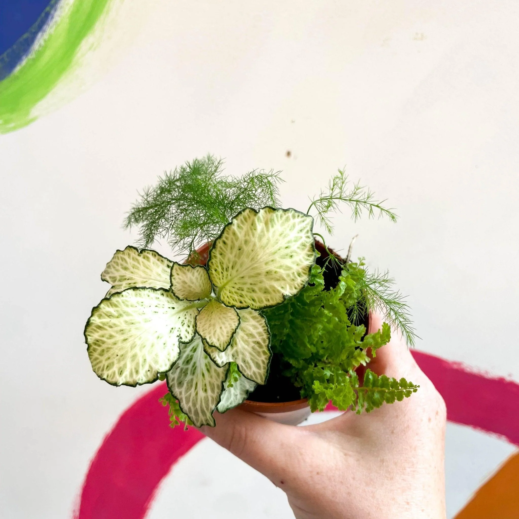 Terrarium Plant Mixed Bundle – 3 Rooted Cuttings in a 6cm Pot - Image 4