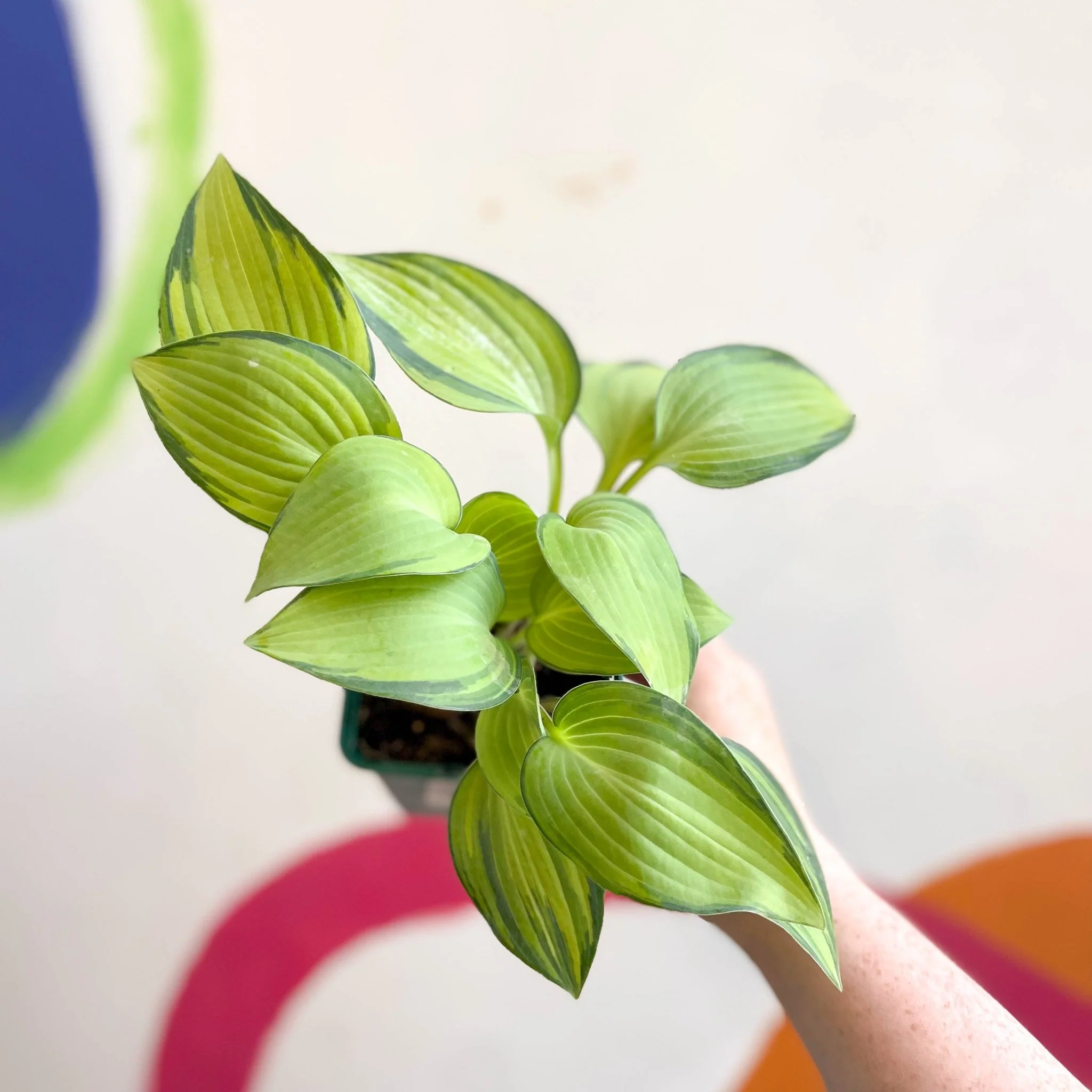 Plantain Lily - Hosta 'June' - Cotswold Grown Perennial - Image 2