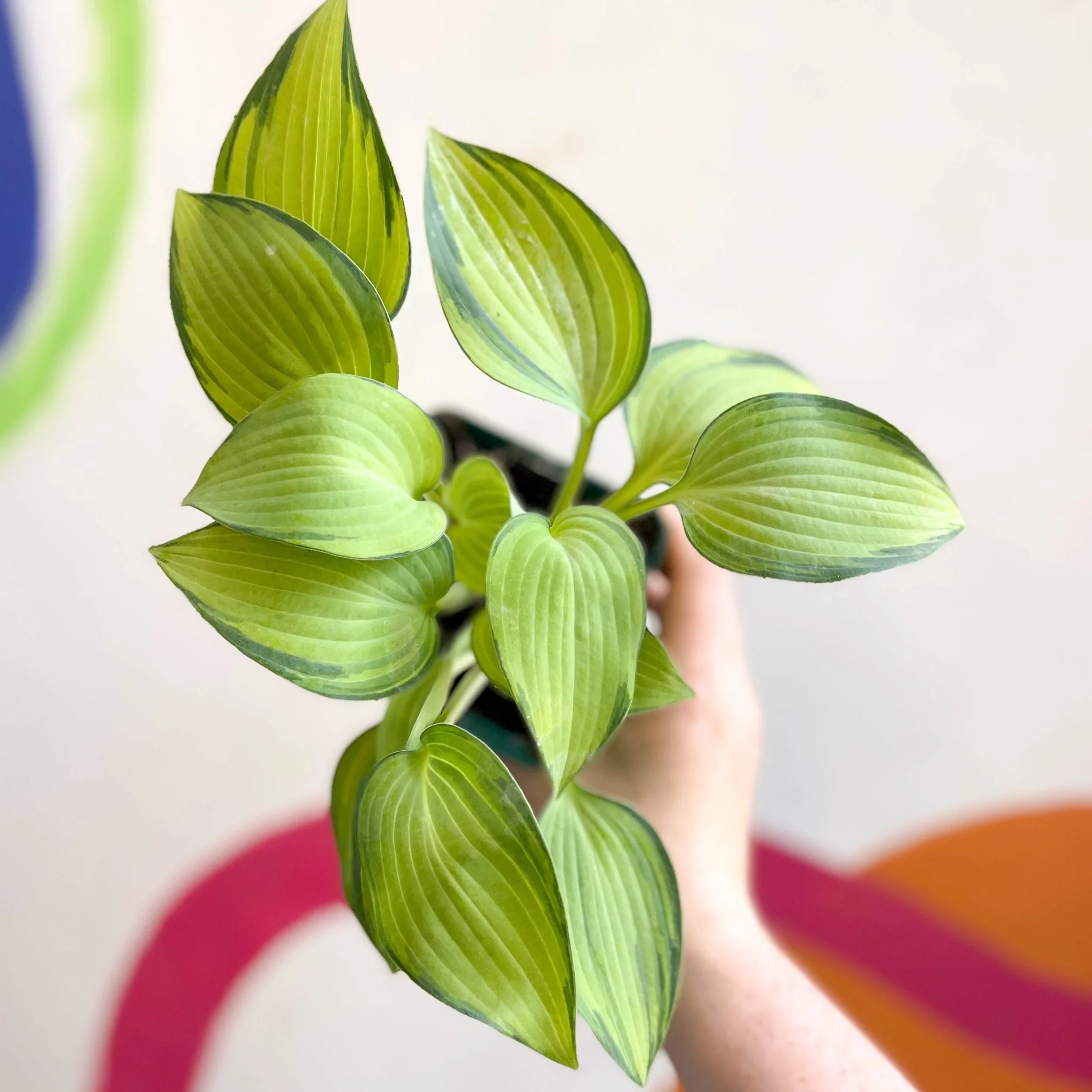 Plantain Lily - Hosta 'June' - Cotswold Grown Perennial - Image 4