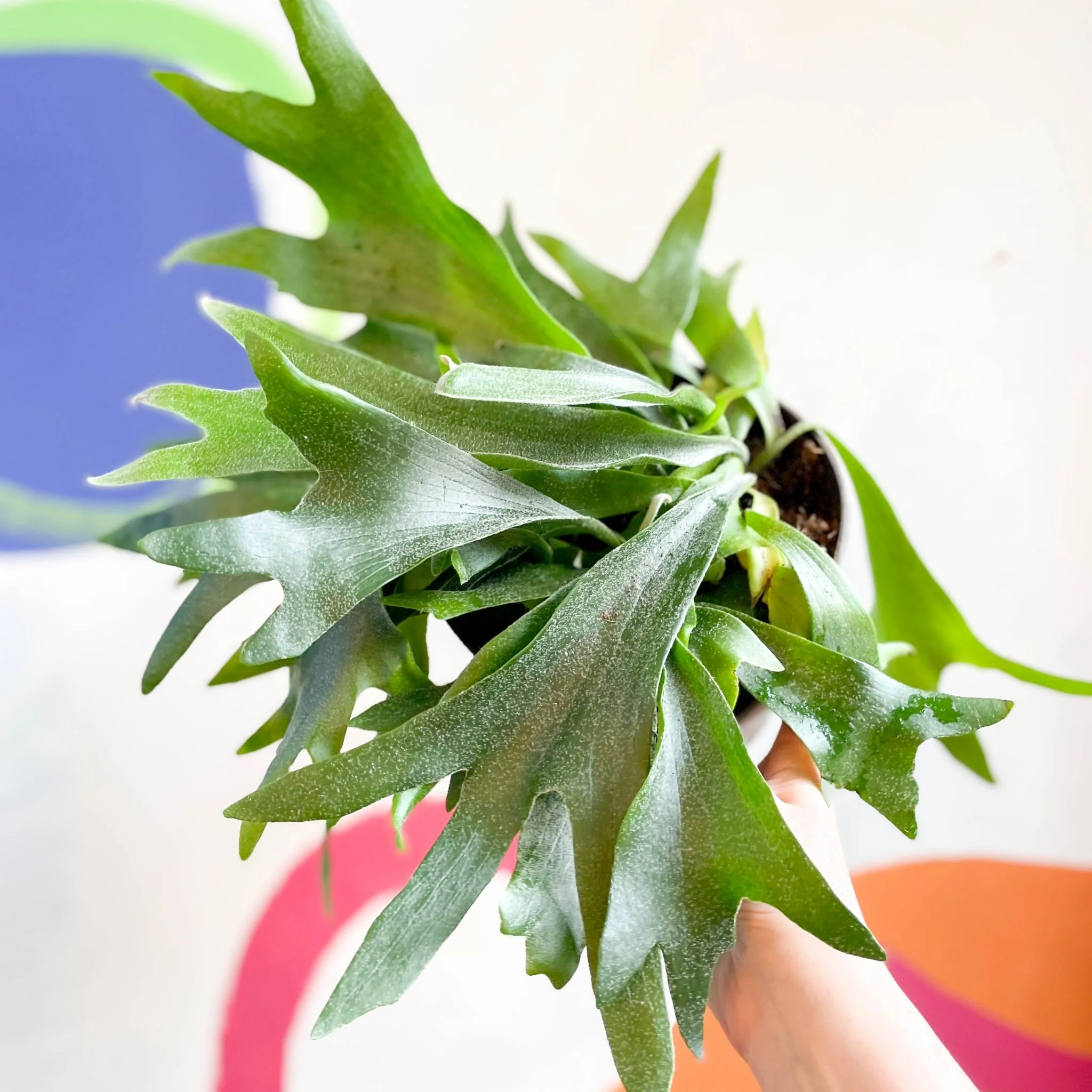 Platycerium bifurcatum - Staghorn Fern - Image 10