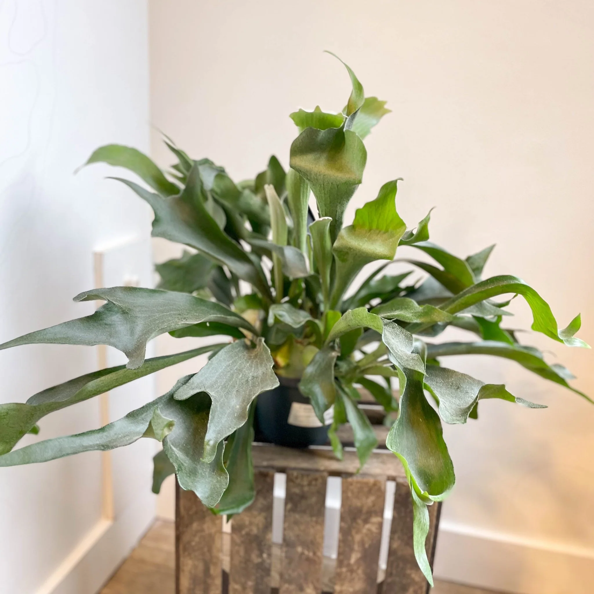 Platycerium bifurcatum - Staghorn Fern - Image 11