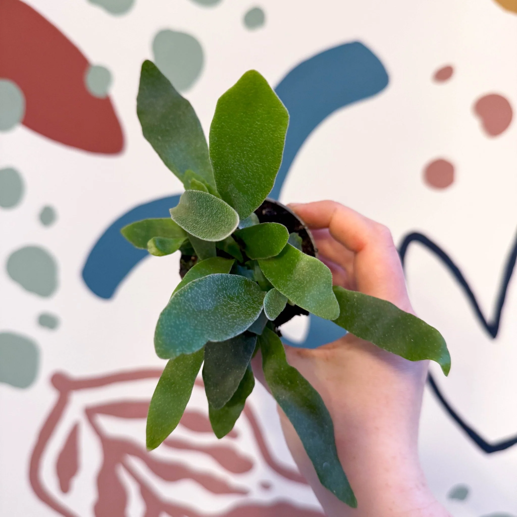 Platycerium bifurcatum - Staghorn Fern - Image 13