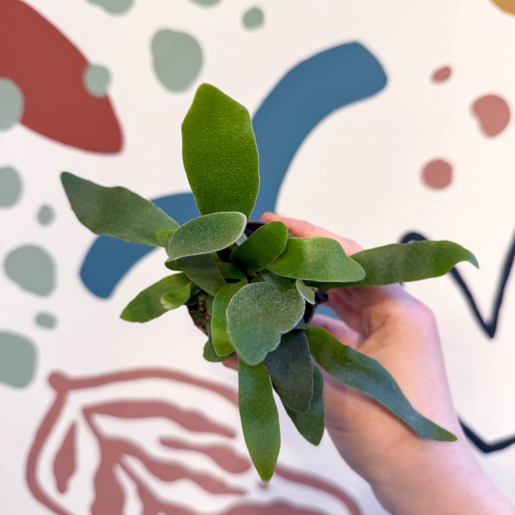 Platycerium bifurcatum - Staghorn Fern - Image 14